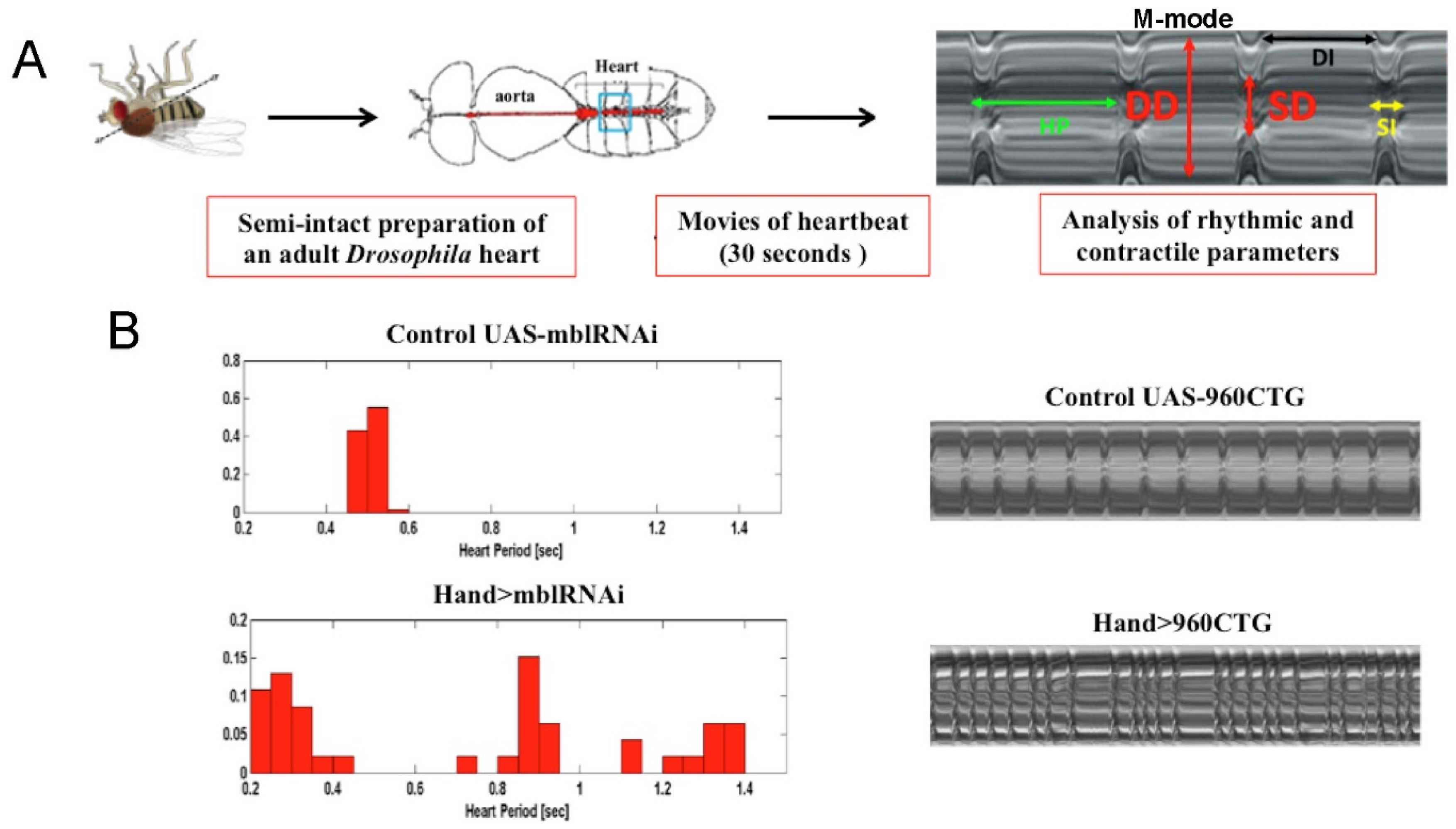 Cells 10 03078 g002 Cells 10 03078 g002