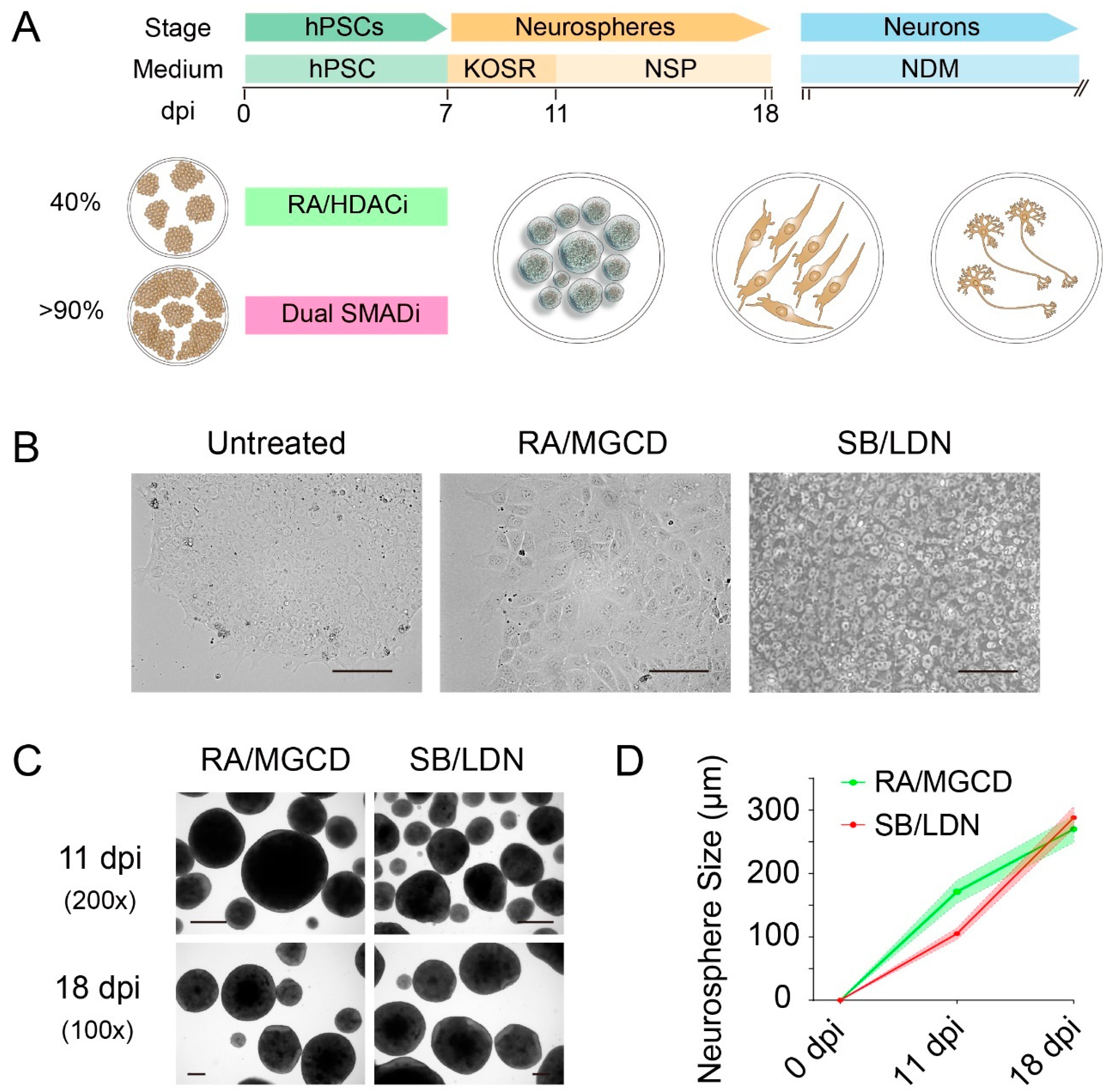 Cells 10 03087 g001 Cells 10 03087 g001