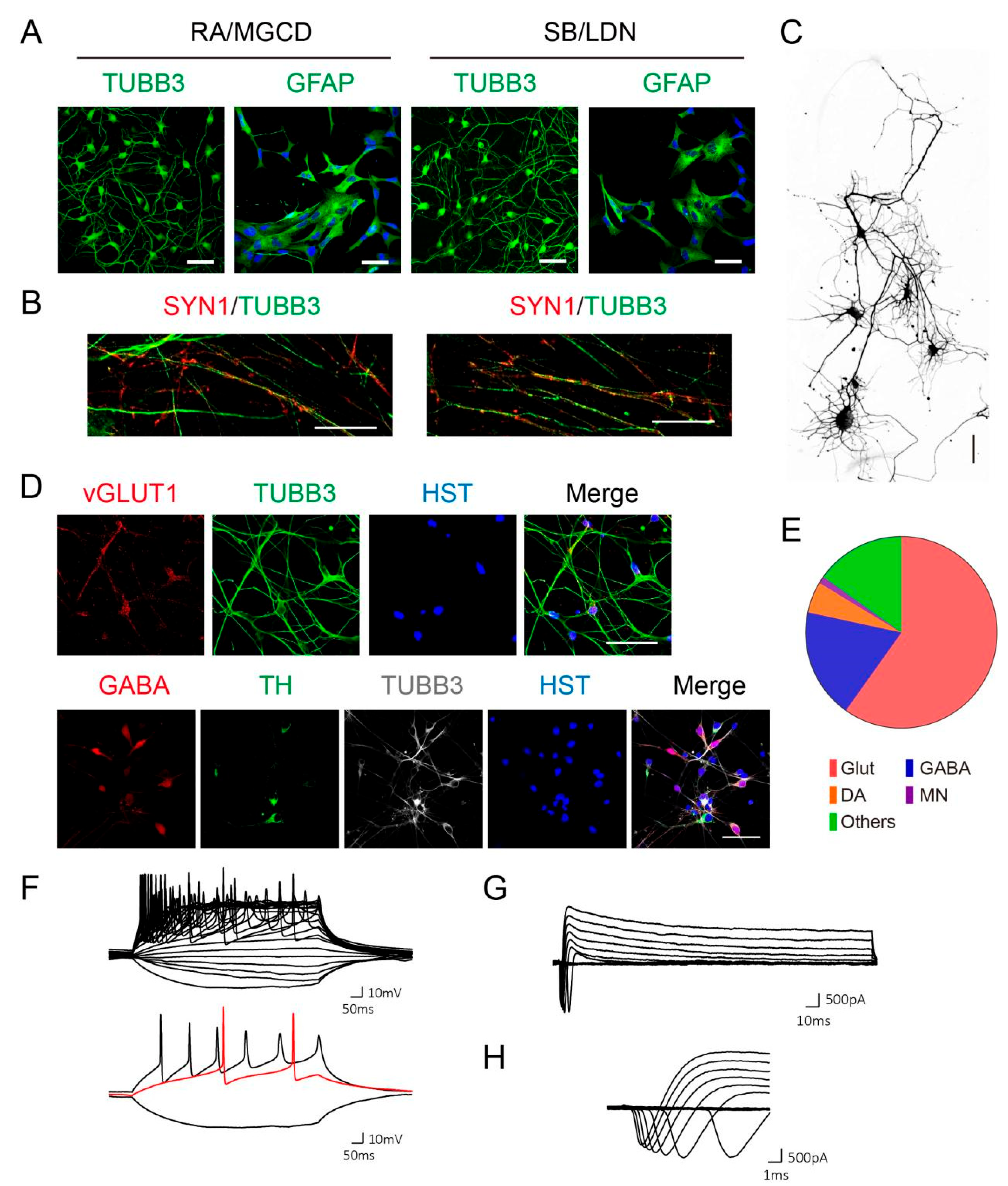 Cells 10 03087 g003 Cells 10 03087 g003