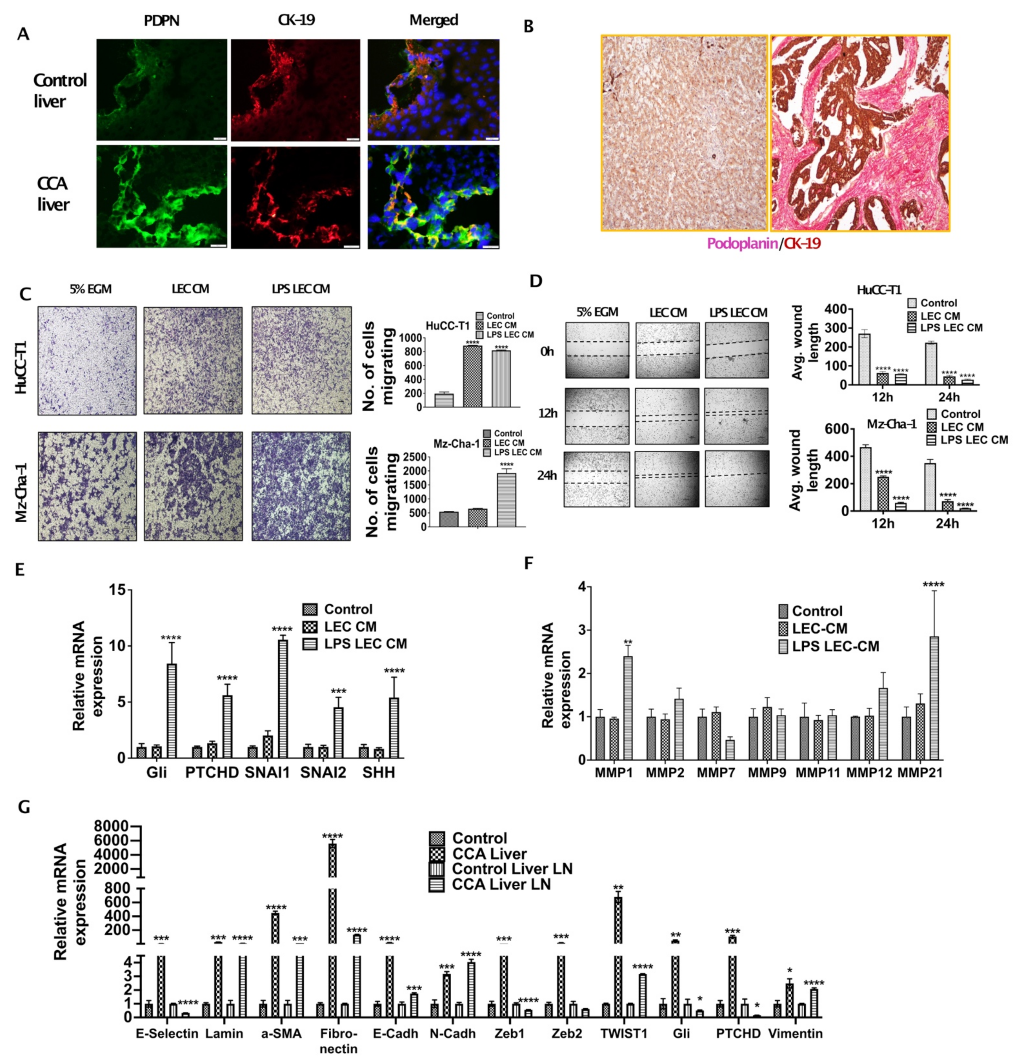 Cells 10 03093 g001 Cells 10 03093 g001
