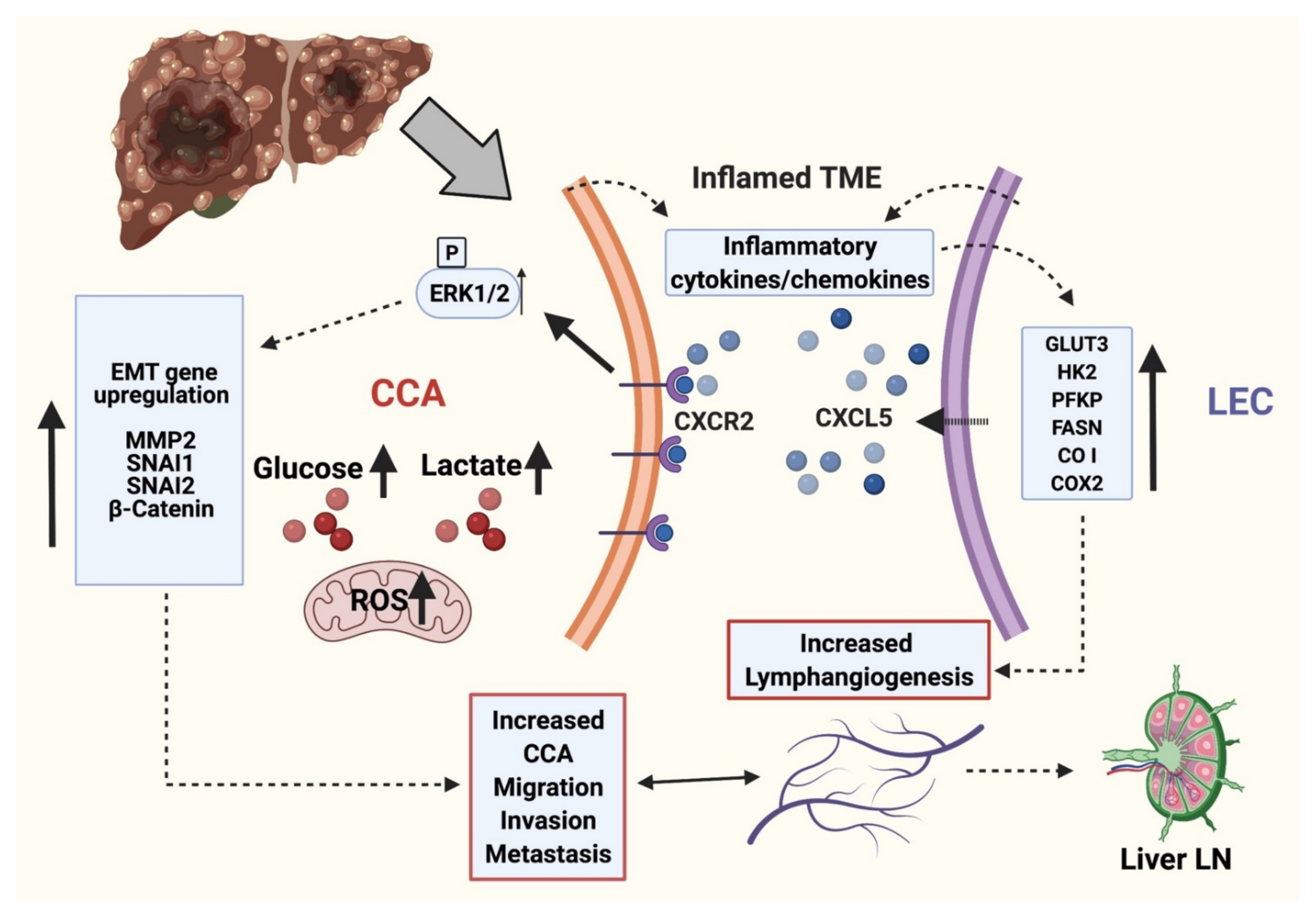 Cells 10 03093 g007 Cells 10 03093 g007