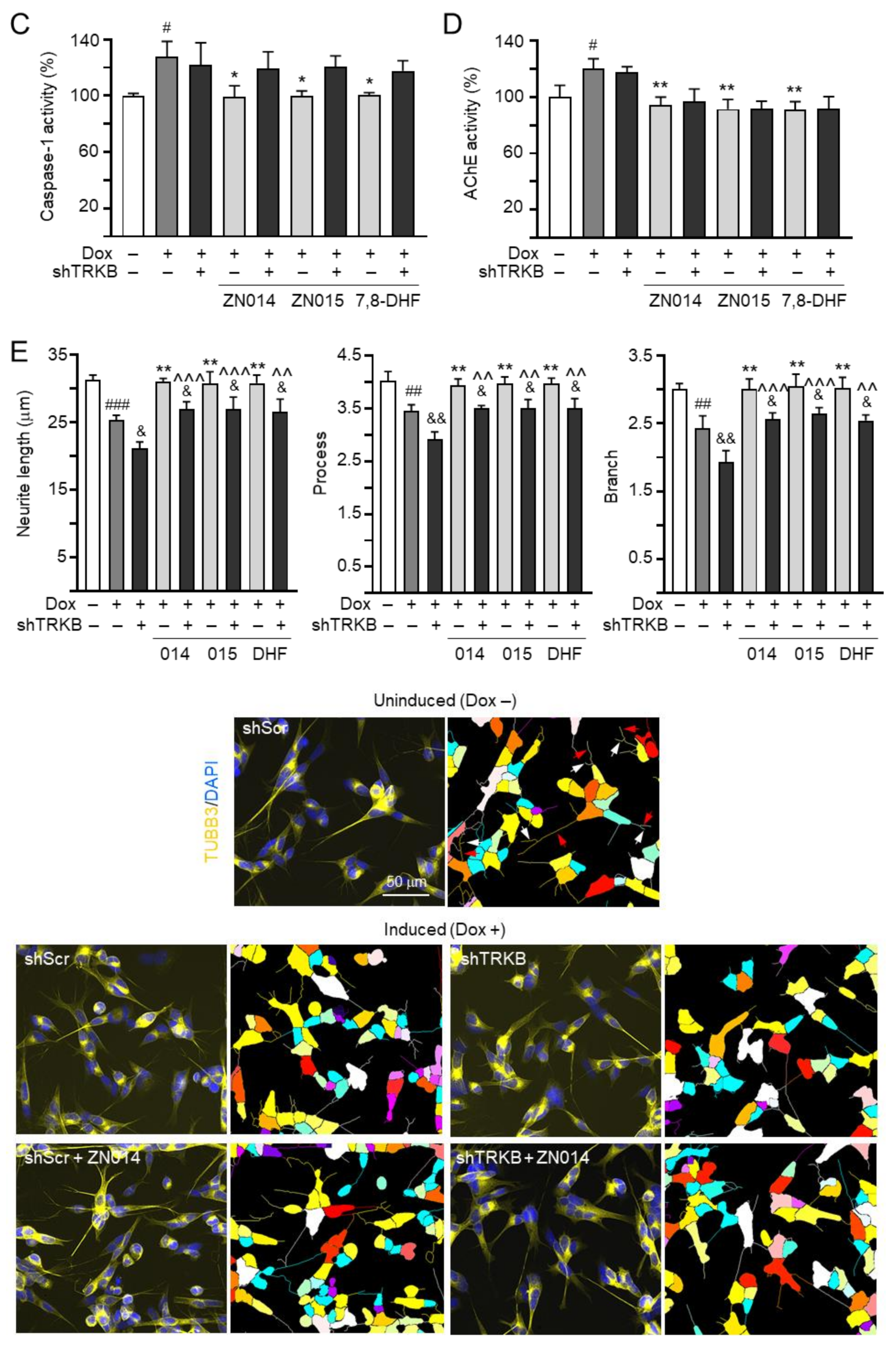 Cells 10 03095 g005b Cells 10 03095 g005b