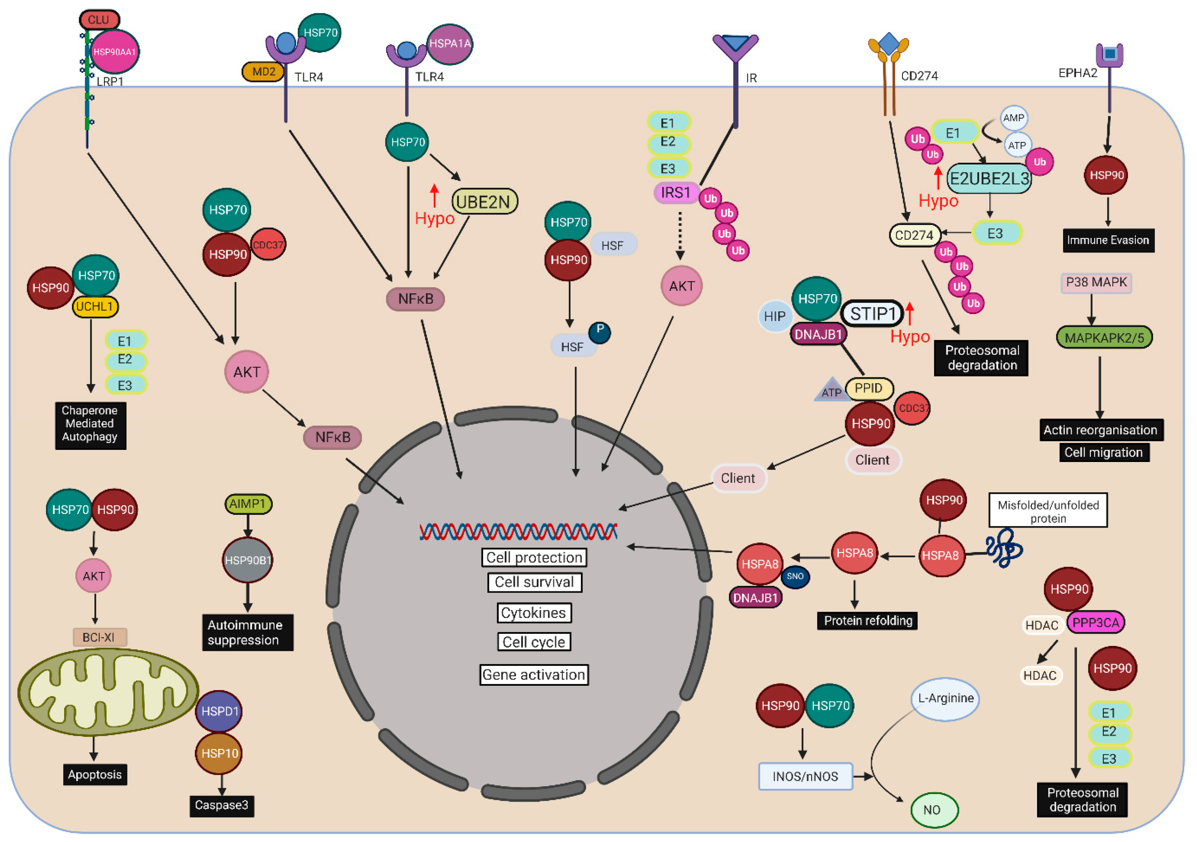 Cells 10 03109 g001