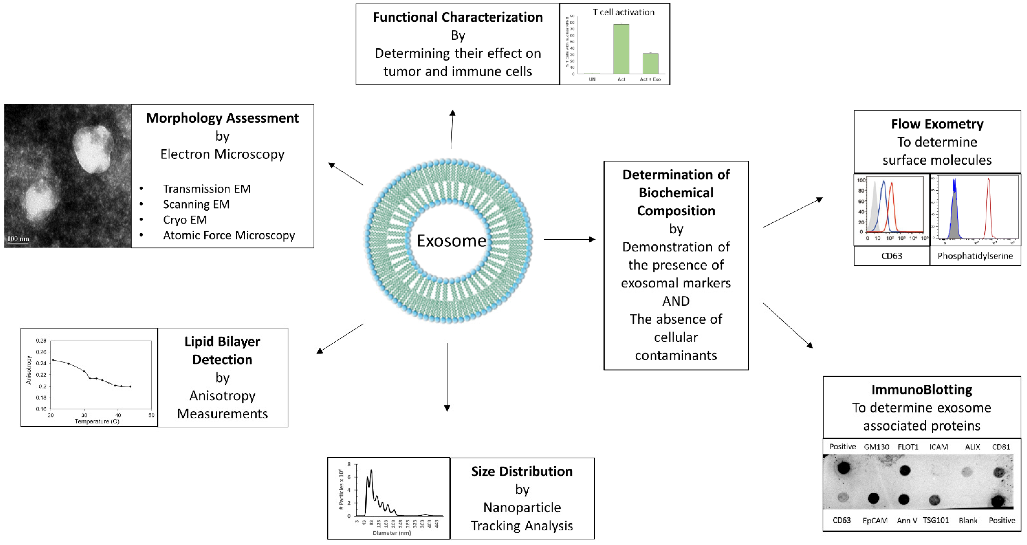 Cells 10 03155 g001 Cells 10 03155 g001