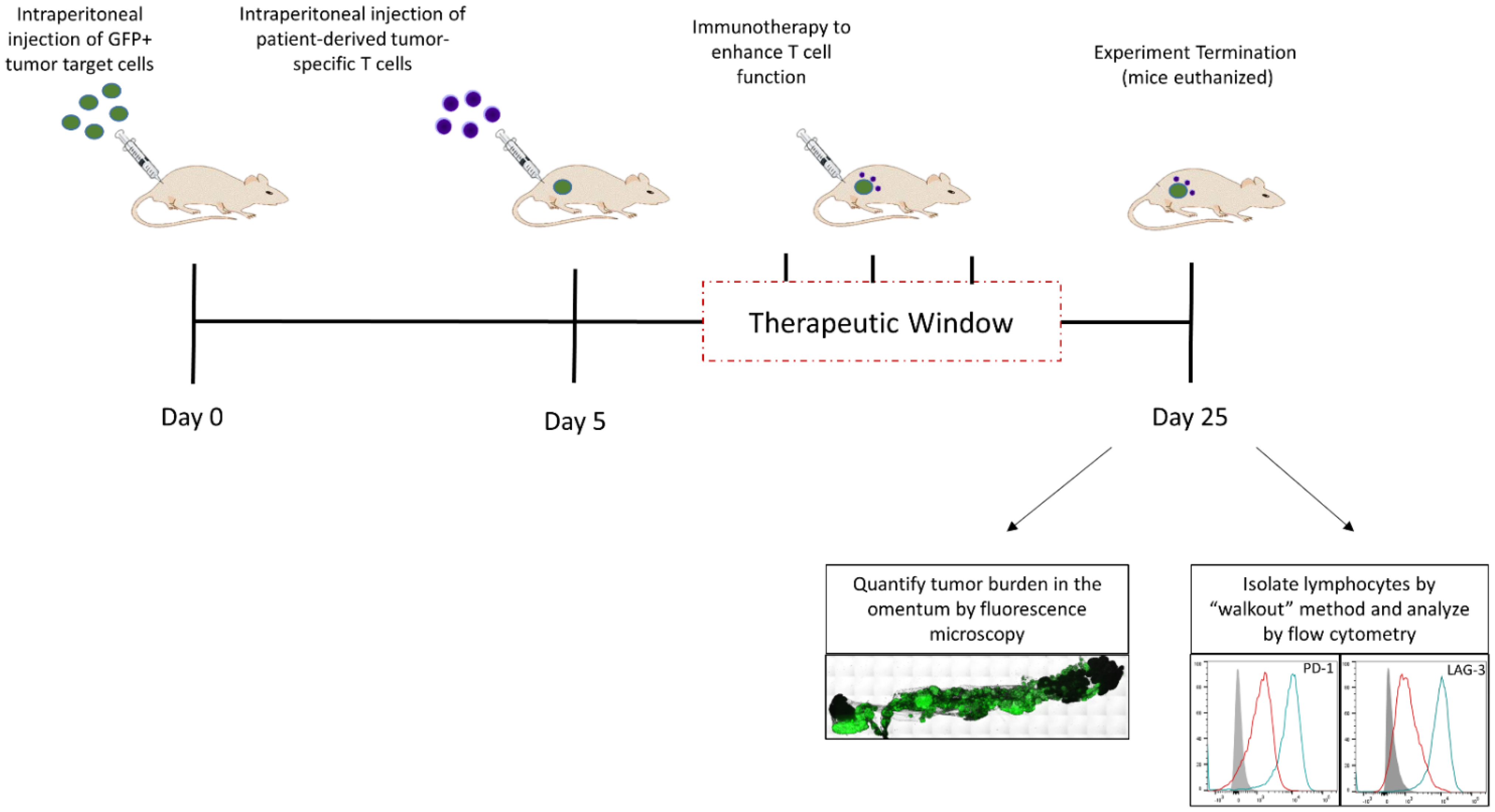 Cells 10 03155 g003 Cells 10 03155 g003