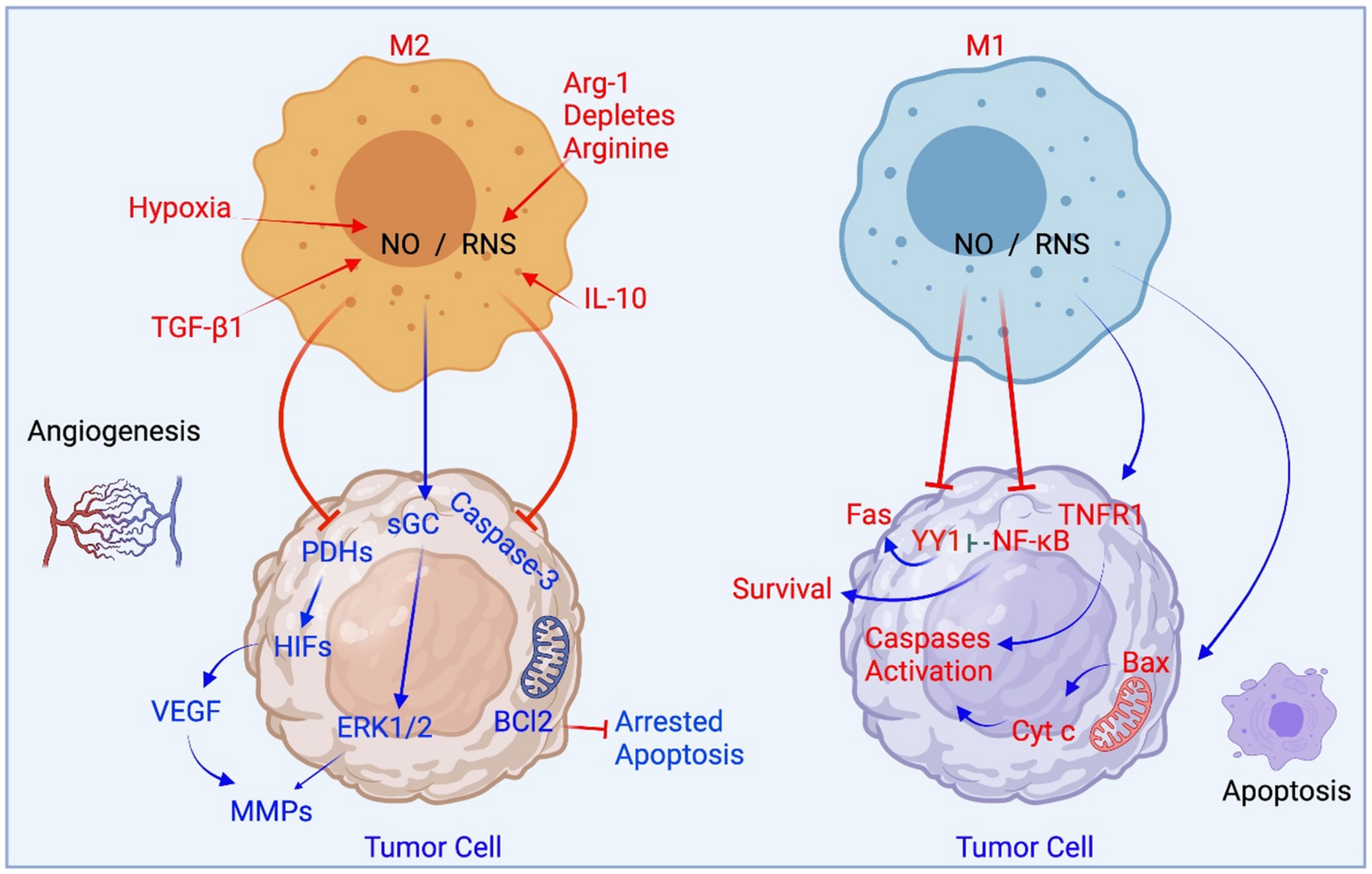 Stimulation of Unprimed Macrophages with Immune Complexes Triggers a Low  Output of Nitric Oxide by Calcium-dependent Neuronal Nitric-oxide Synthase  - ScienceDirect