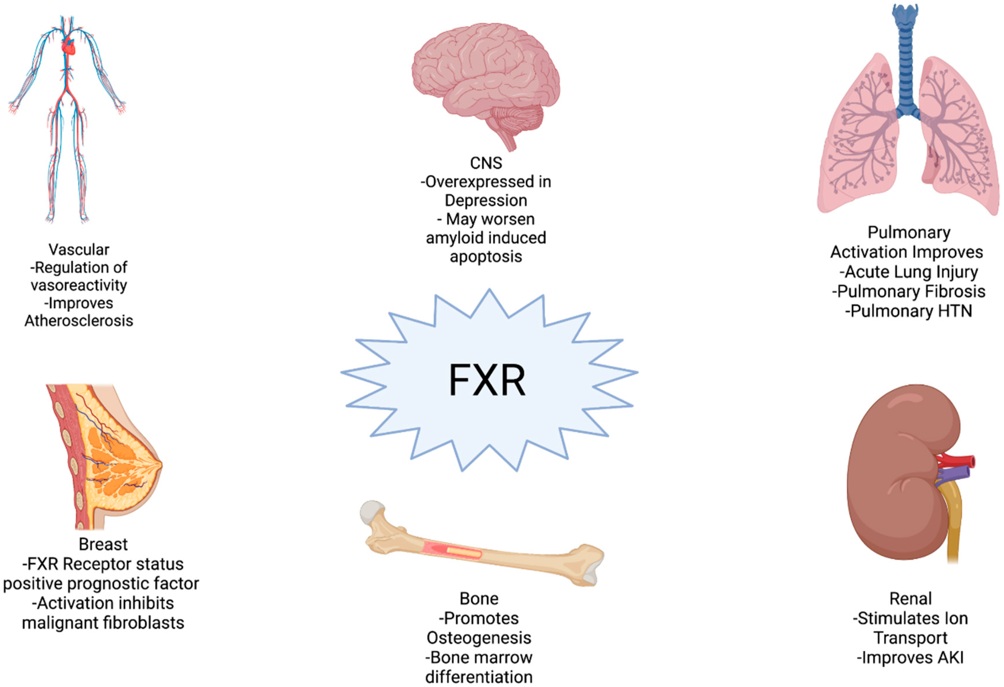 Cells Free Full Text The Pathophysiology Of Farnesoid X Receptor