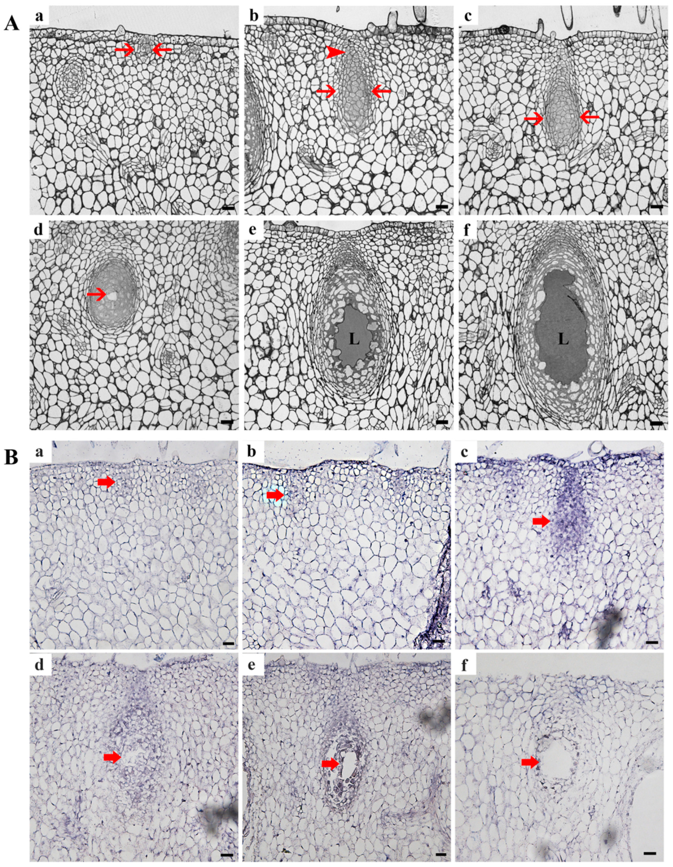 Cells 10 03222 g003 Cells 10 03222 g003