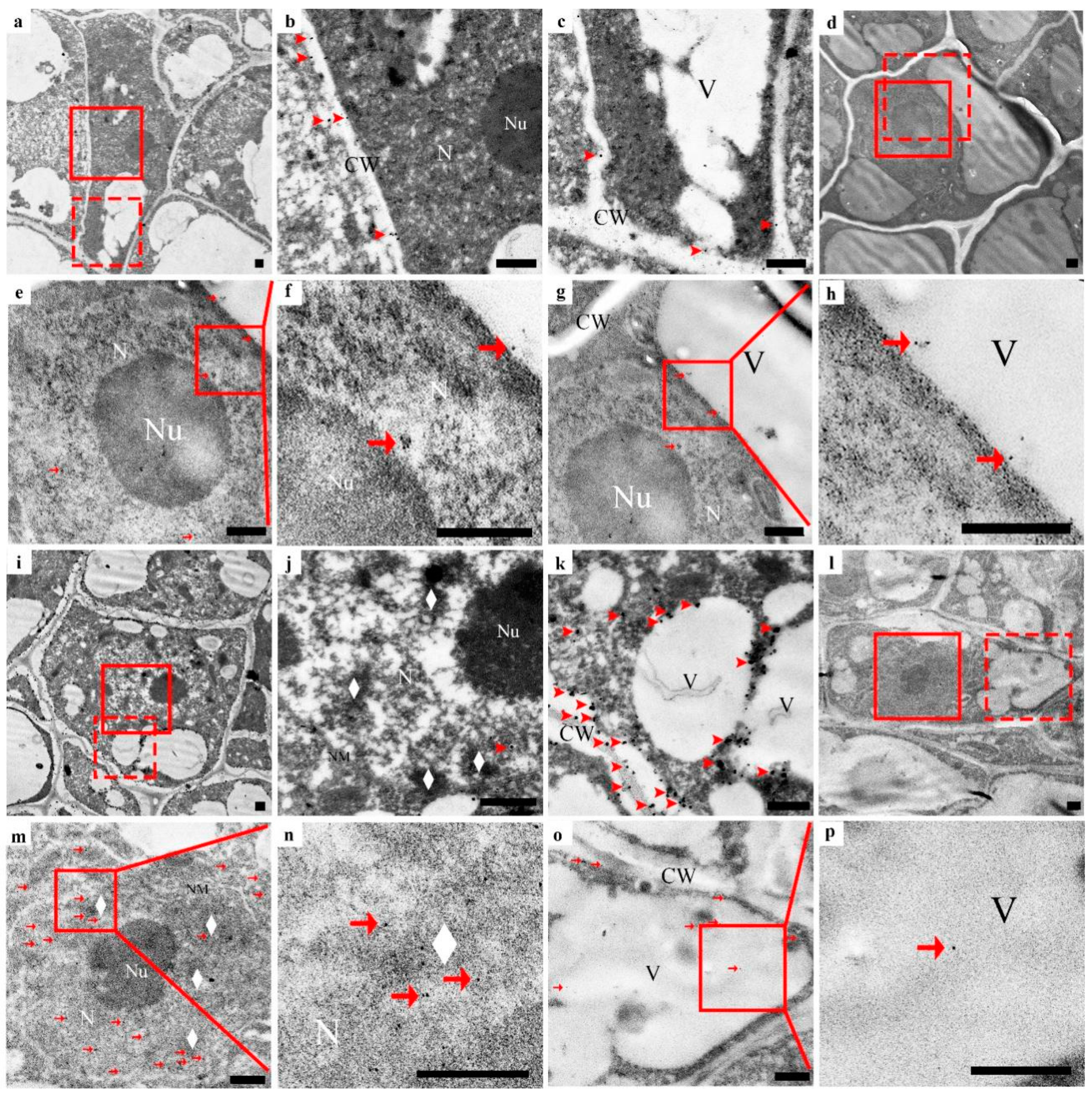 Cells 10 03222 g004 Cells 10 03222 g004