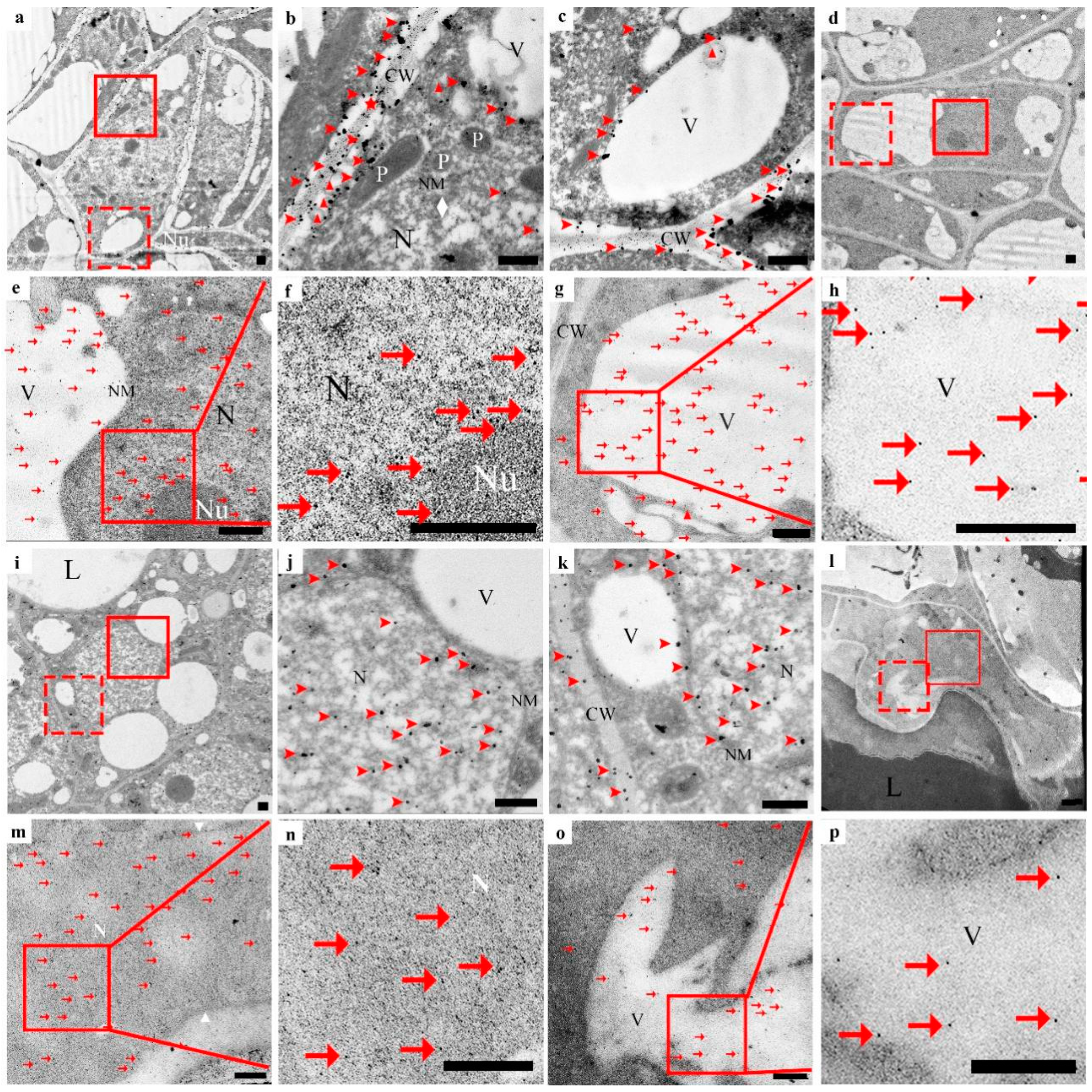 Cells 10 03222 g005 Cells 10 03222 g005