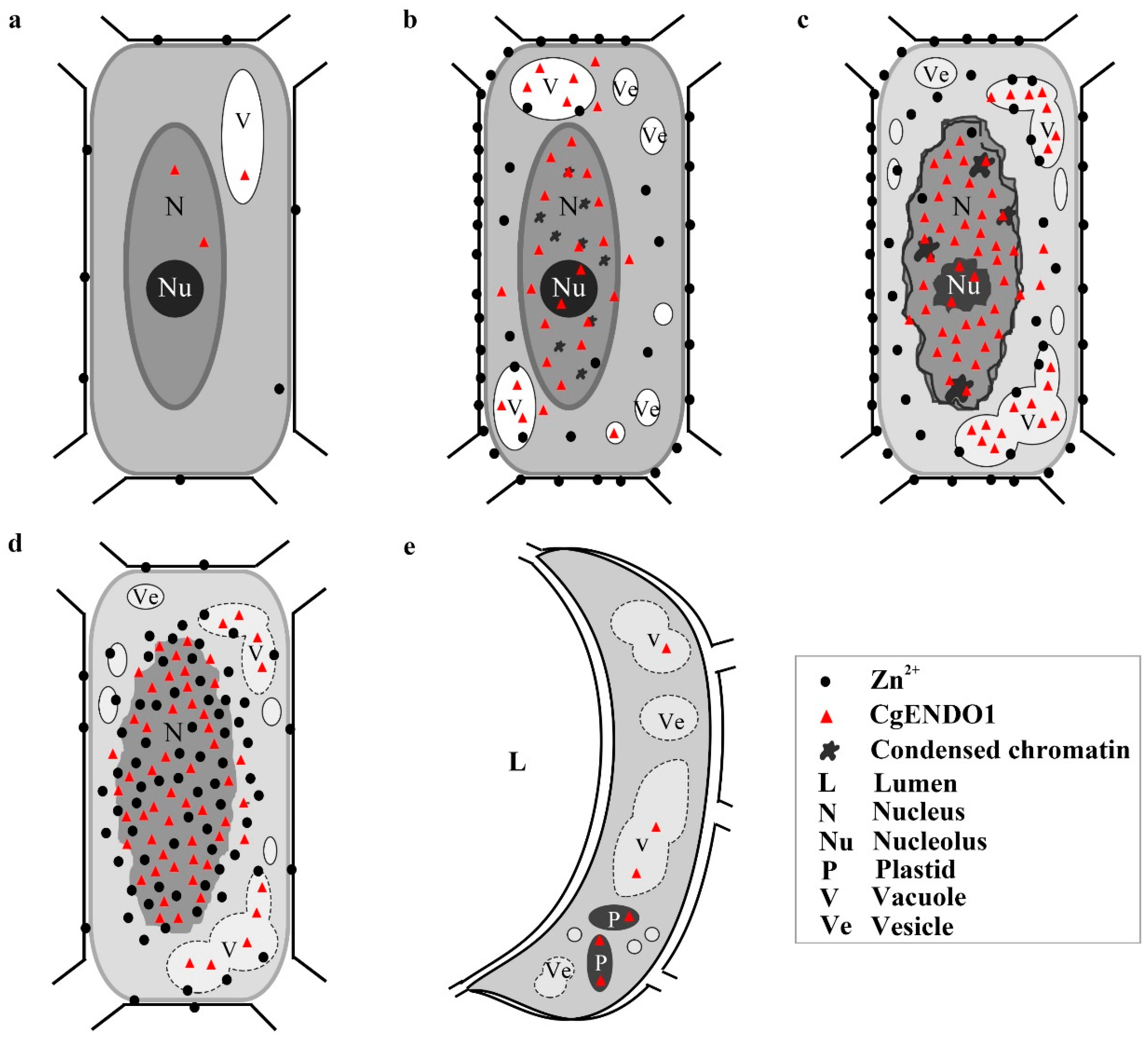Cells 10 03222 g007 Cells 10 03222 g007