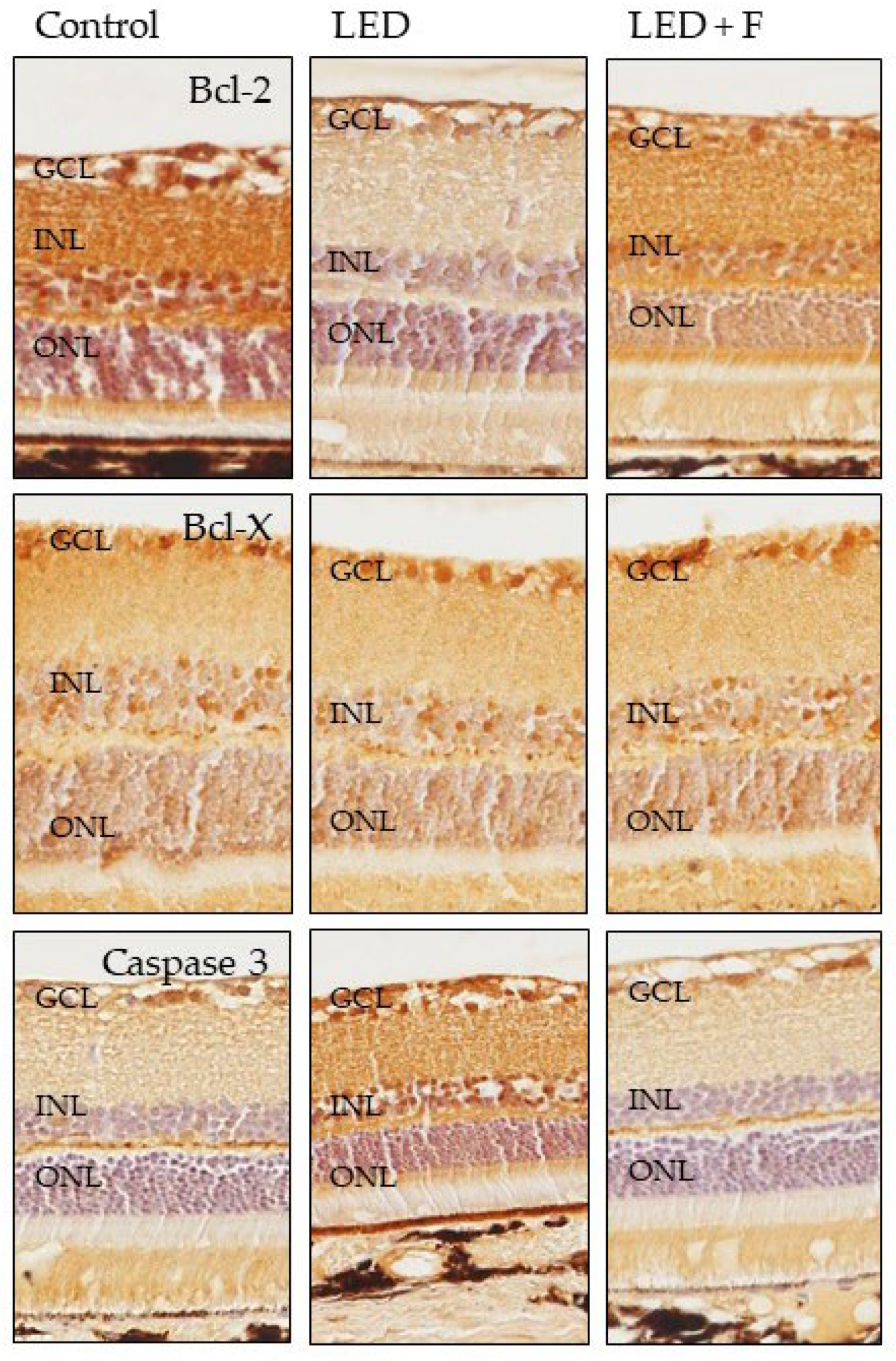 Cells 10 03248 g007