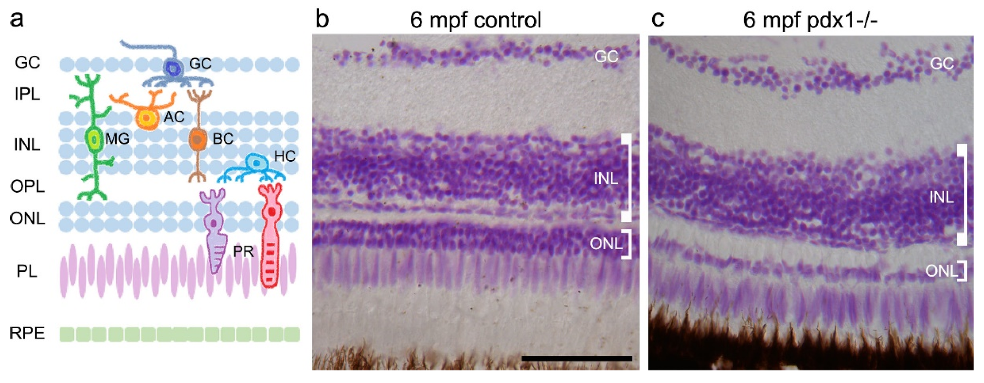 Cells 10 03265 g001