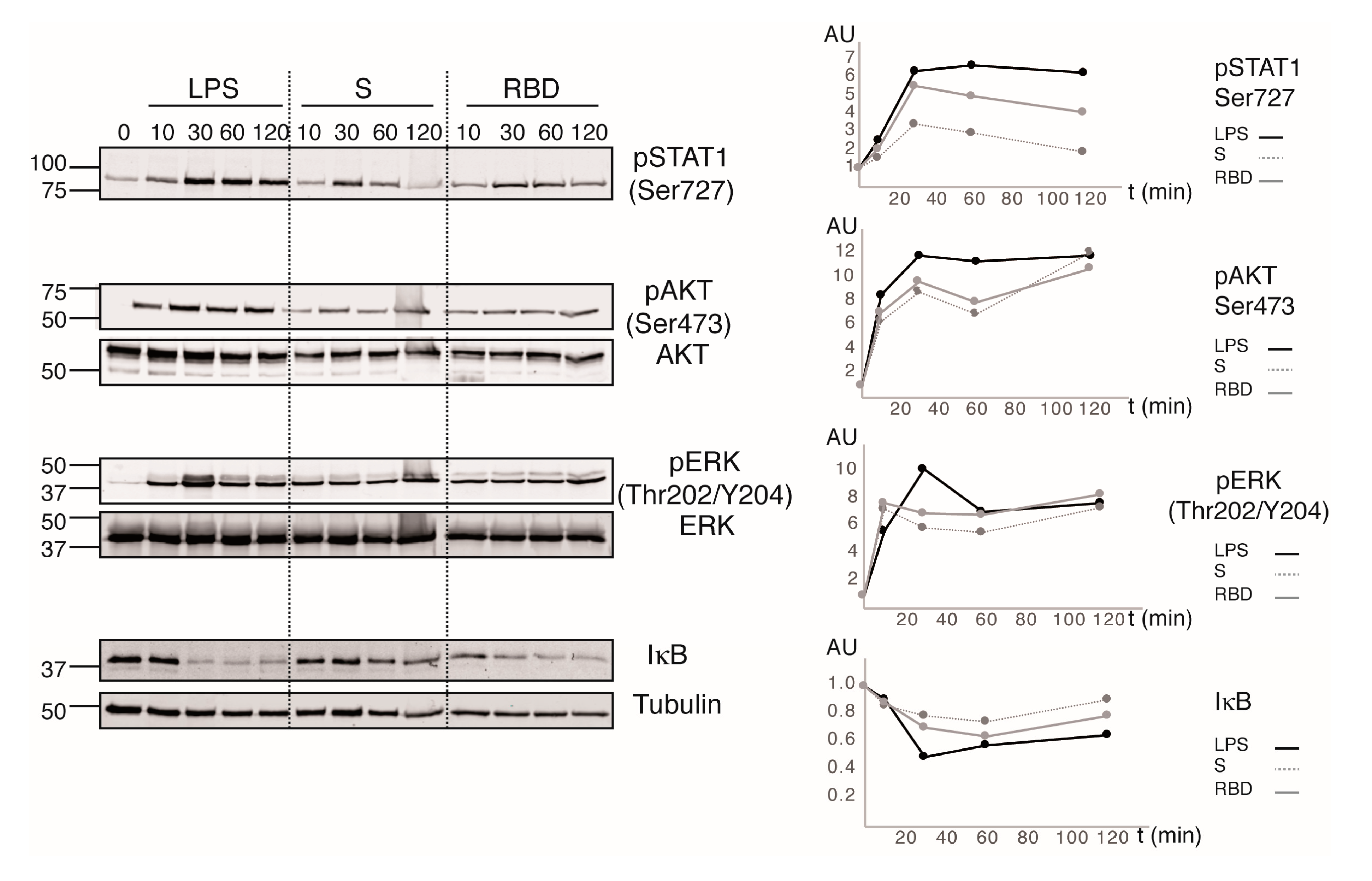 Cells 10 03279 g005