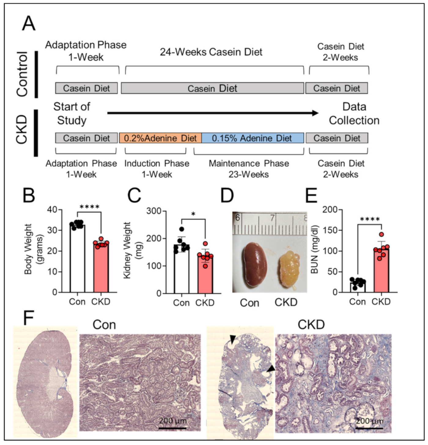 Cells 10 03282 g002