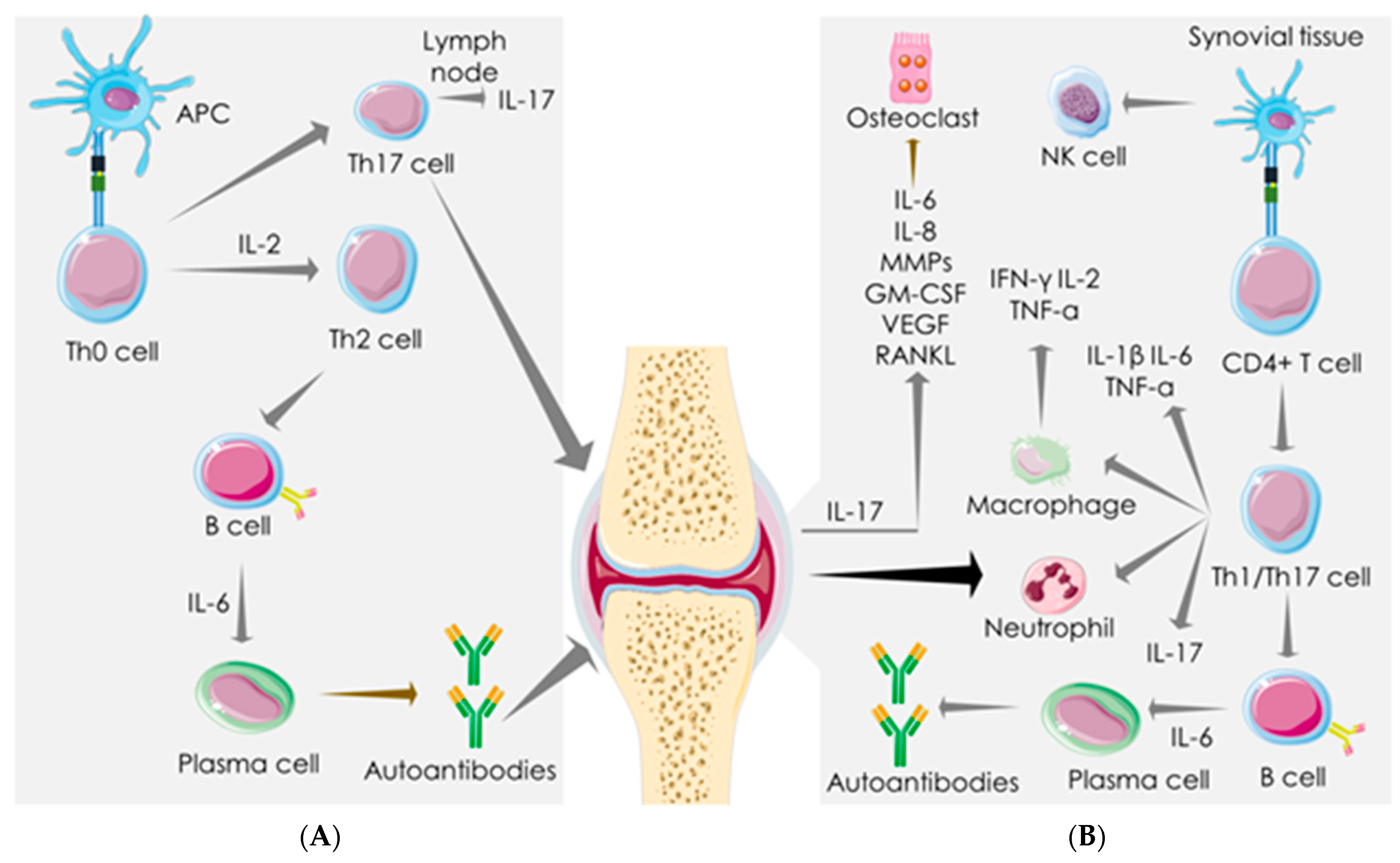 Cells 10 03291 g002