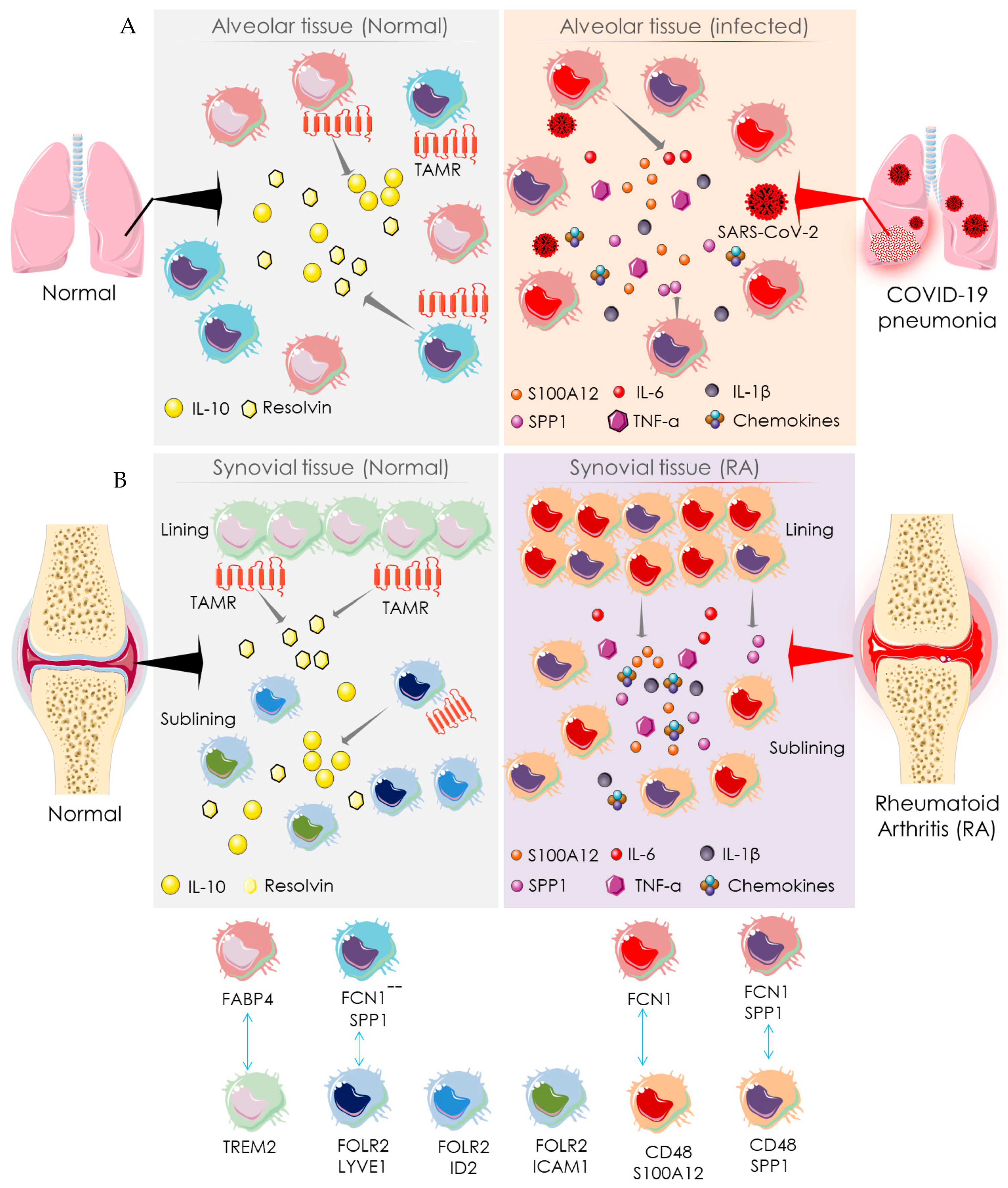 Cells 10 03291 g004
