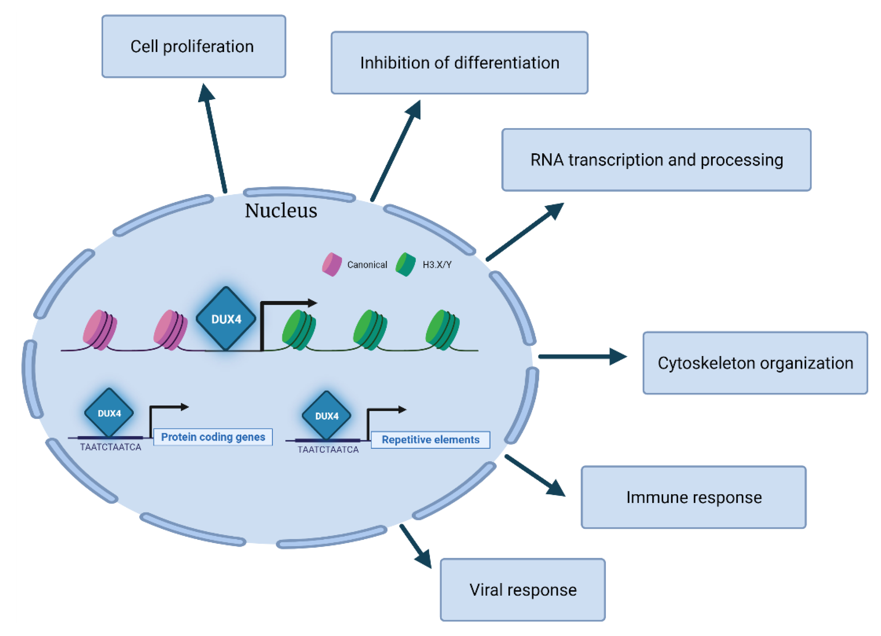 Cells 10 03322 g003 Cells 10 03322 g003