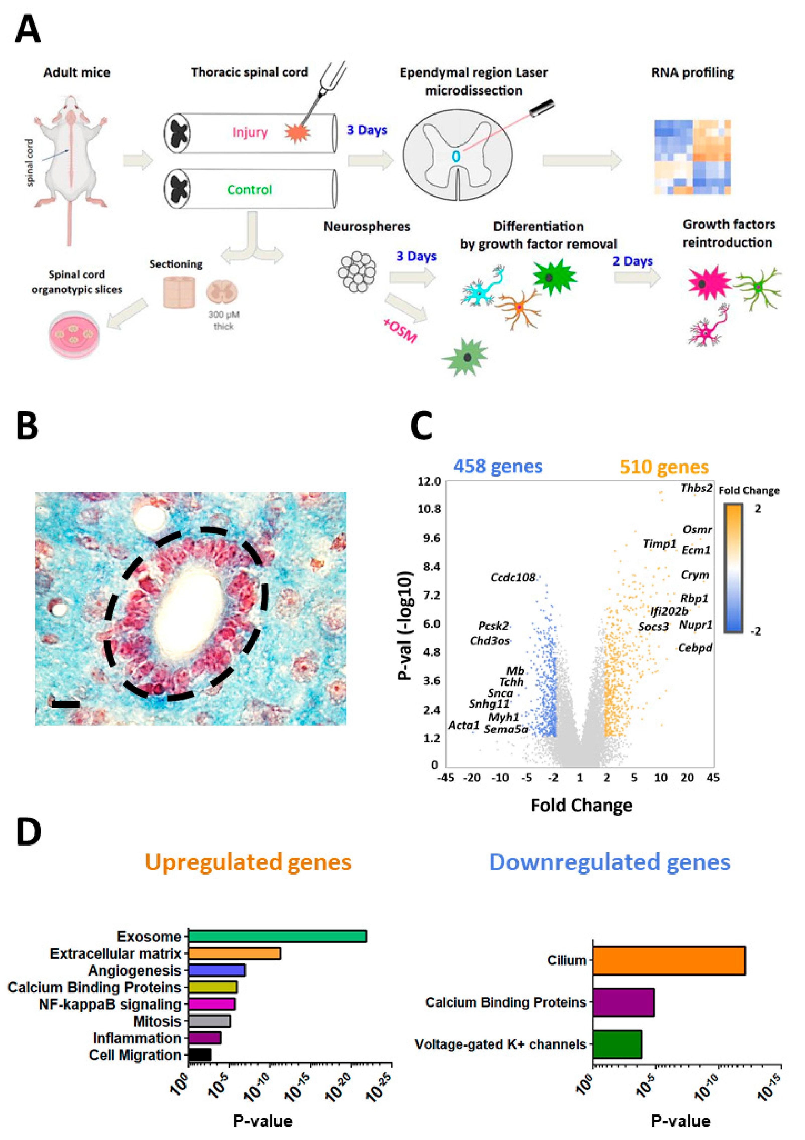 Cells 10 03332 g001