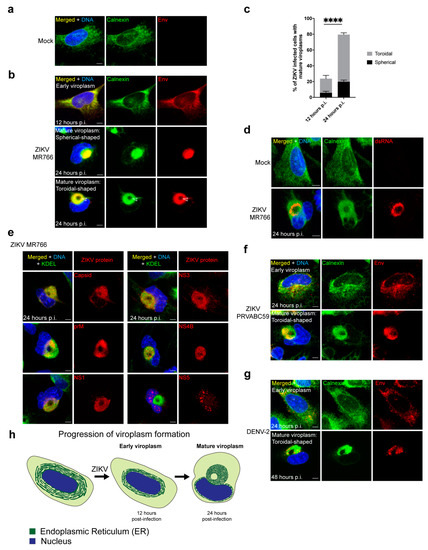 https://www.mdpi.com/cells/cells-10-03335/article_deploy/html/images/cells-10-03335-g001-550.jpg