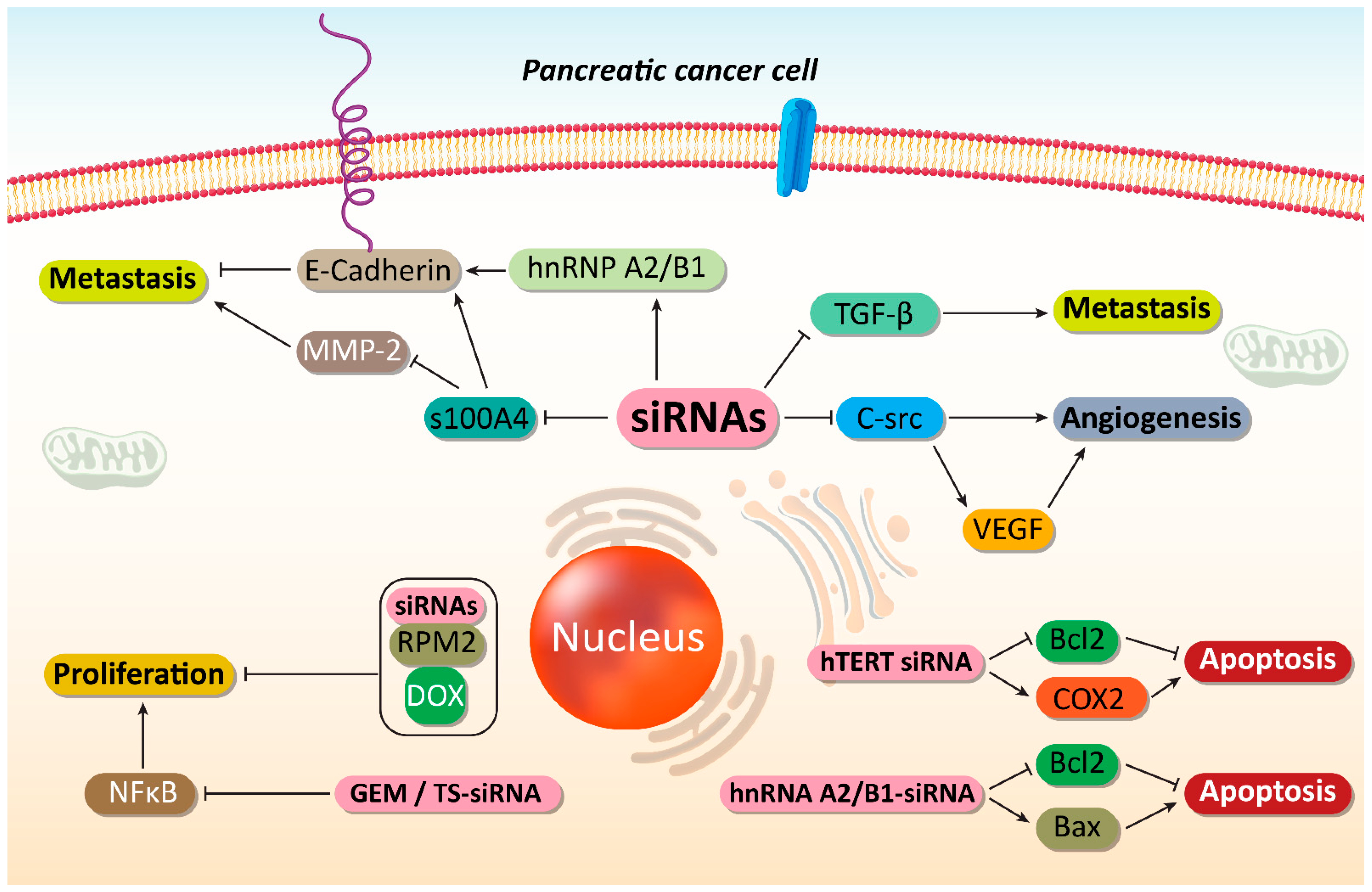 Cells Free Full Text Pre Clinical And Clinical Applications Of Small Interfering Rnas Sirna And Co Delivery Systems For Pancreatic Cancer Therapy Html