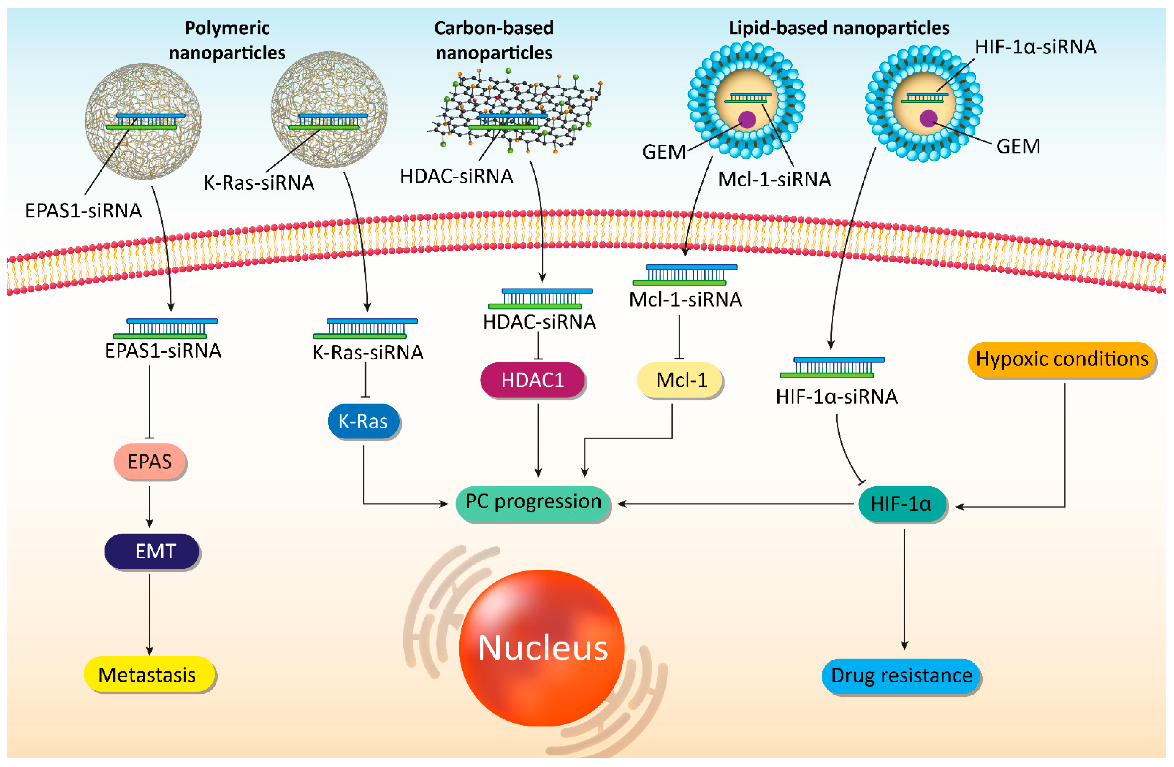 Cells Free Full Text Pre Clinical And Clinical Applications Of Small Interfering Rnas Sirna And Co Delivery Systems For Pancreatic Cancer Therapy Html