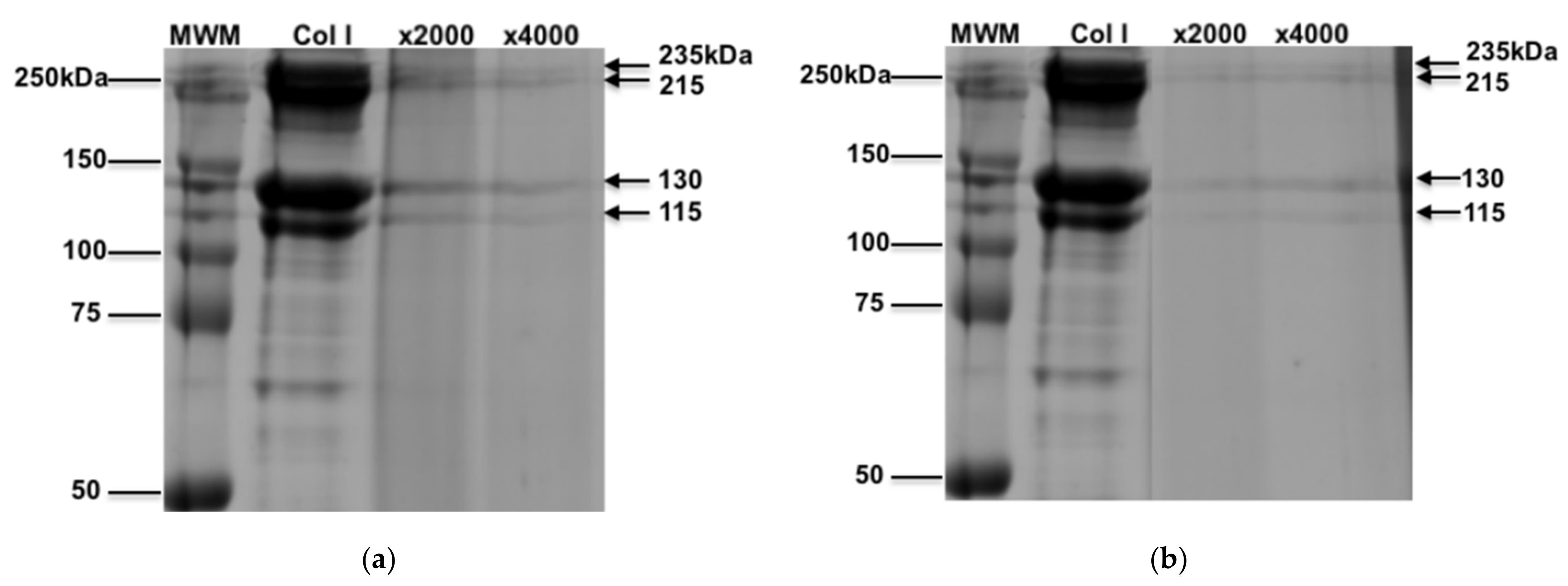 Cells 10 03351 g001 Cells 10 03351 g001