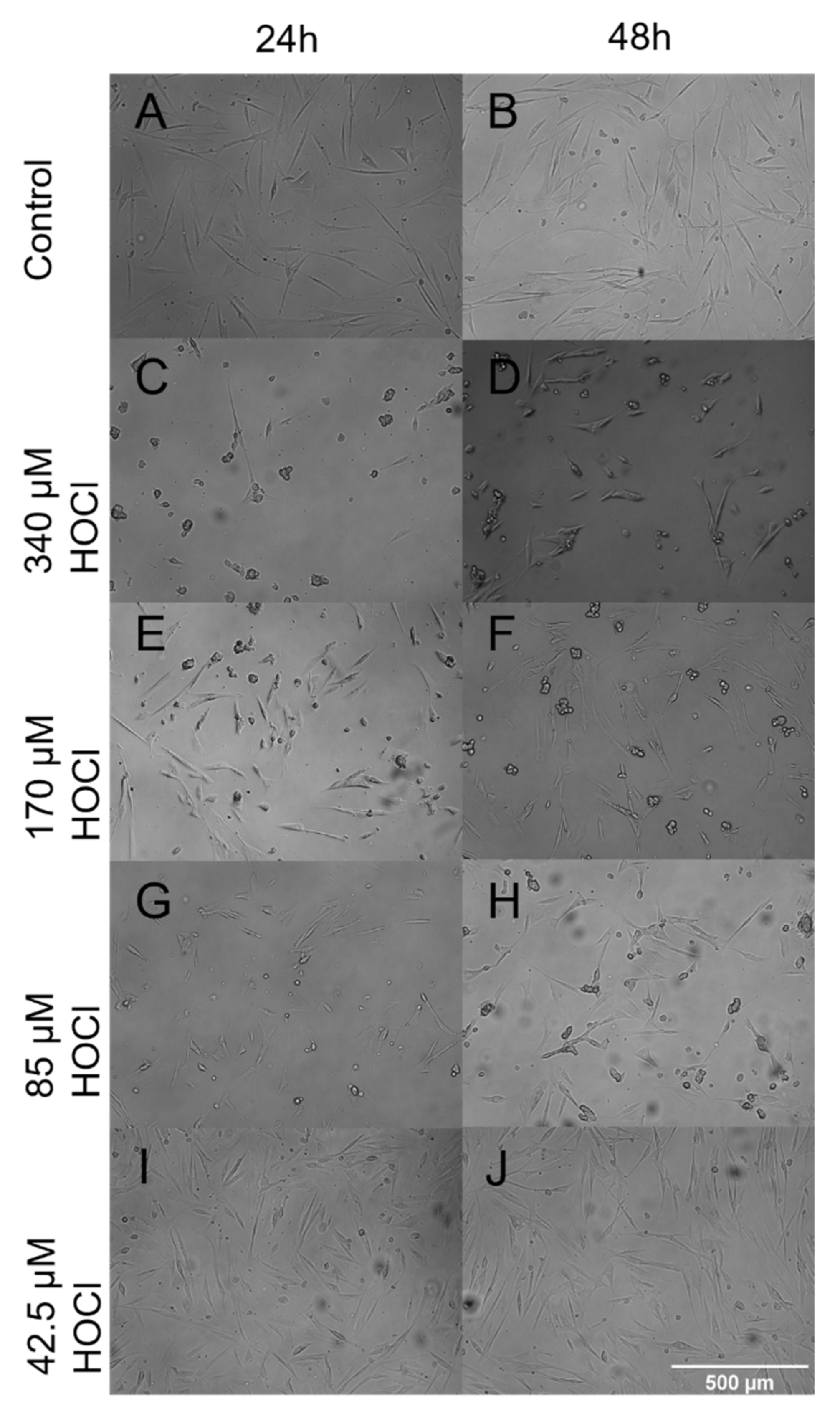 Cells 10 03351 g006 Cells 10 03351 g006