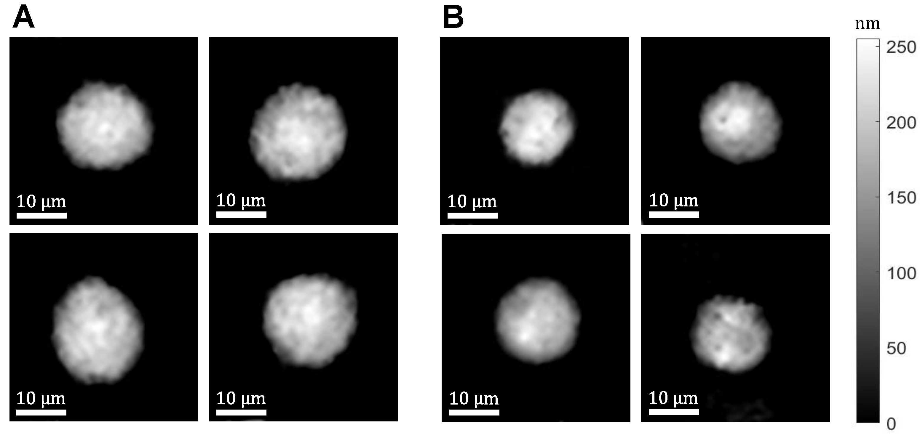 Cells 10 03353 g002