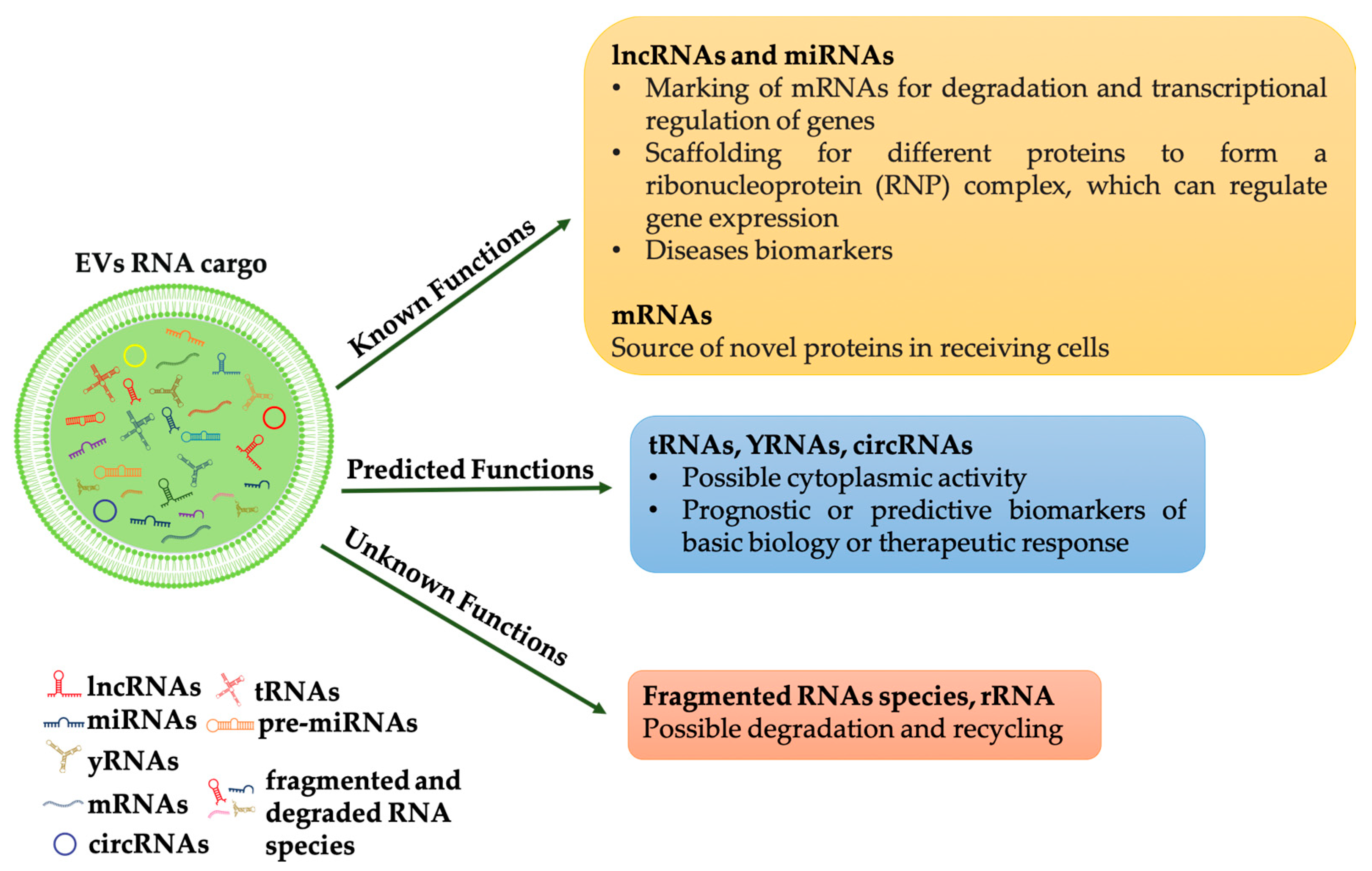 Cells Free Full Text Molecular Mediators of RNA Loading into