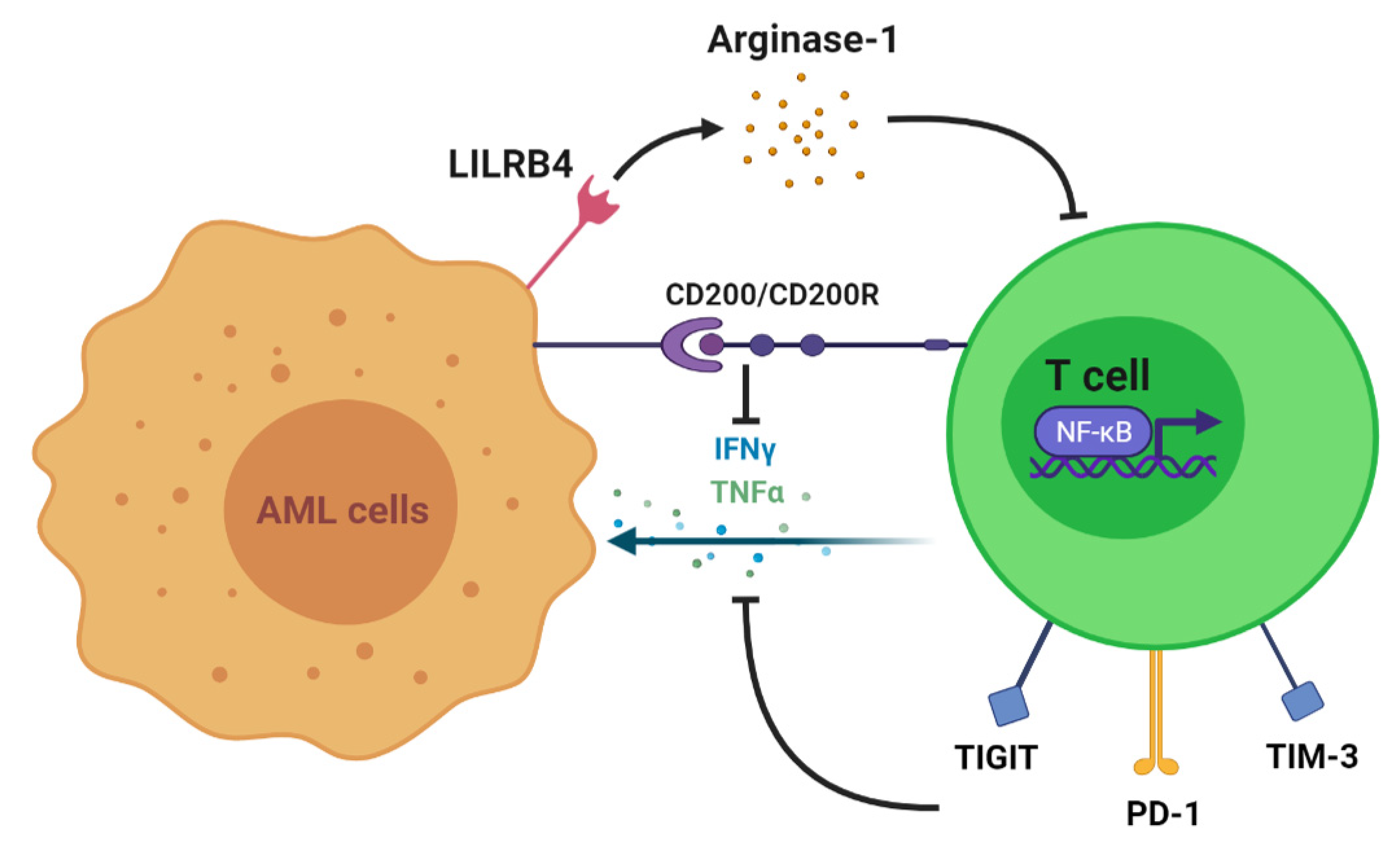 Cells | Free Full-Text | The Role of T Cell Immunotherapy in Acute Myeloid  Leukemia