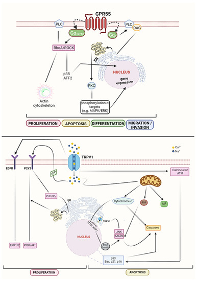 Cells | Free Full-Text | Endocannabinoid System and Tumour  Microenvironment: New Intertwined Connections for Anticancer Approaches