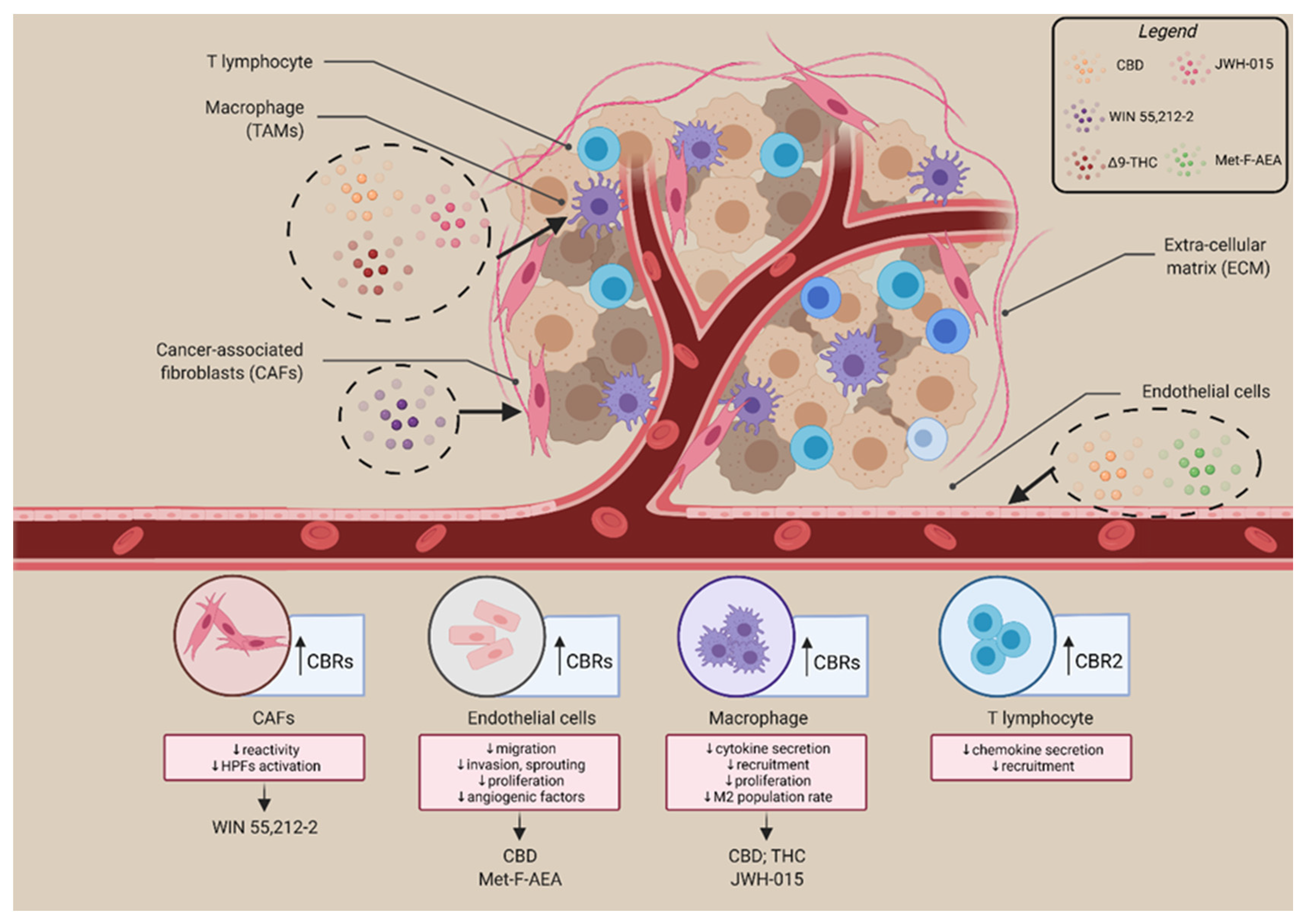 Cells | Free Full-Text | Endocannabinoid System and Tumour  Microenvironment: New Intertwined Connections for Anticancer Approaches