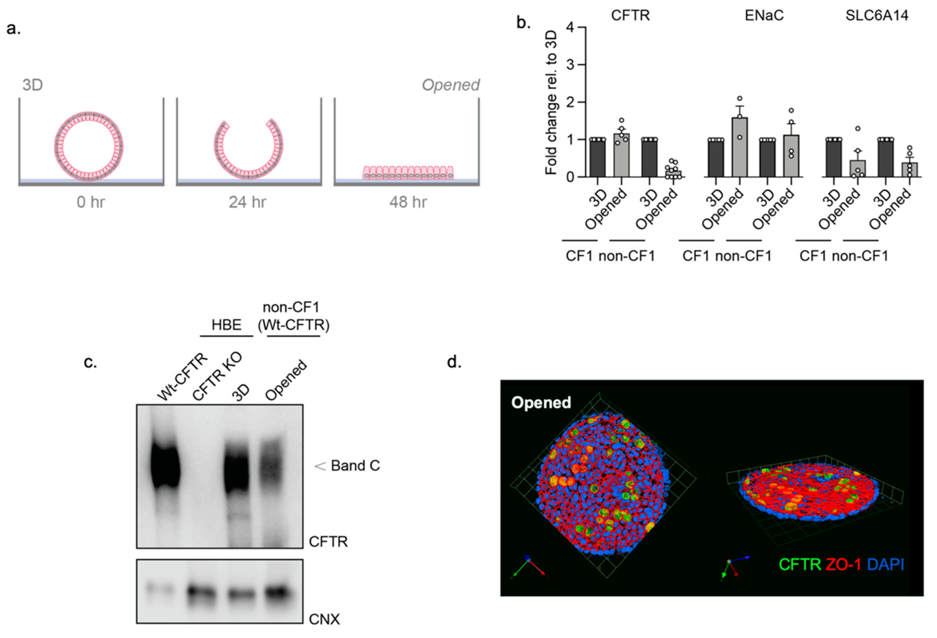 Cells 10 03419 g002 Cells 10 03419 g002