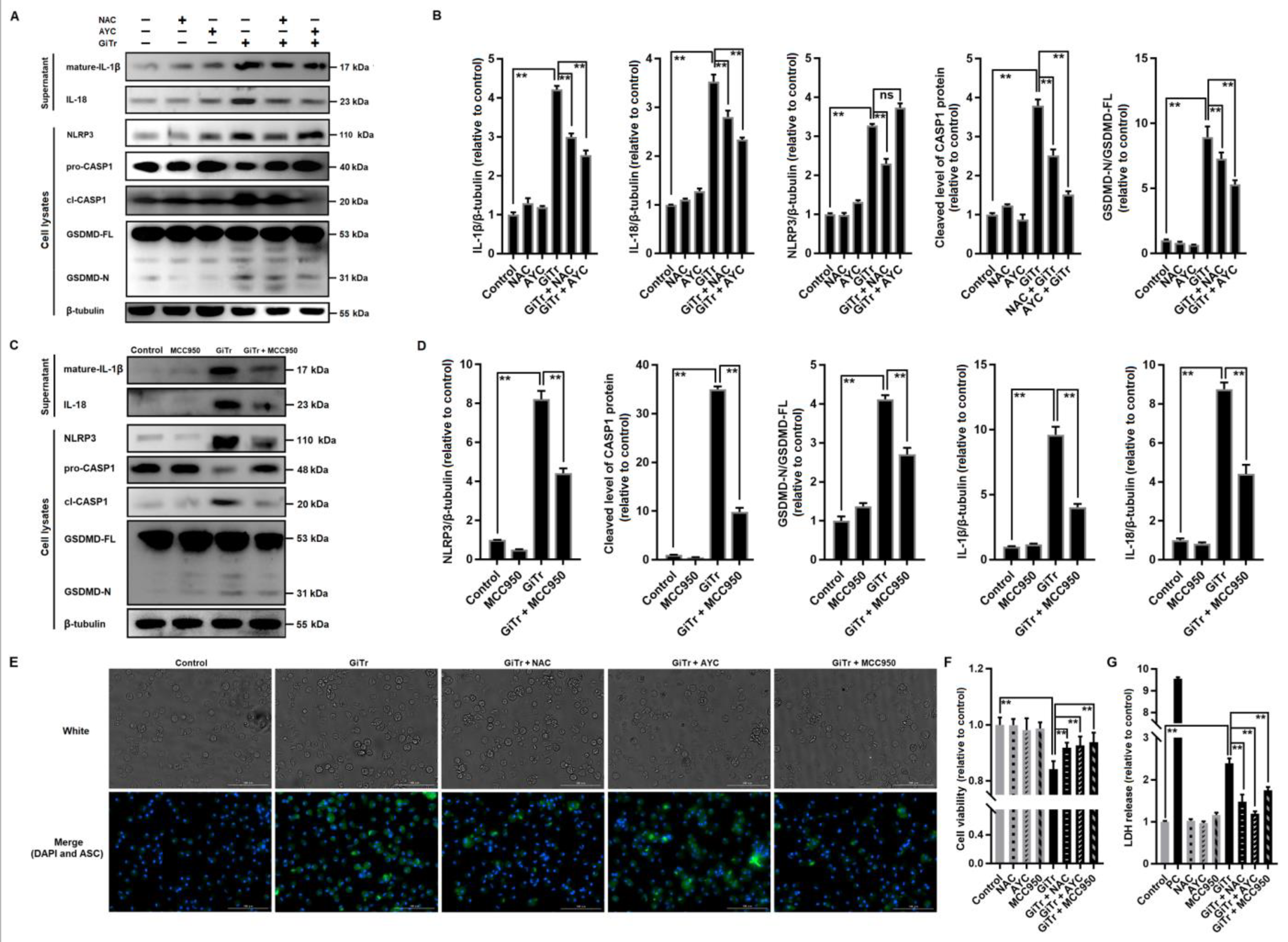Cells 10 03425 g003