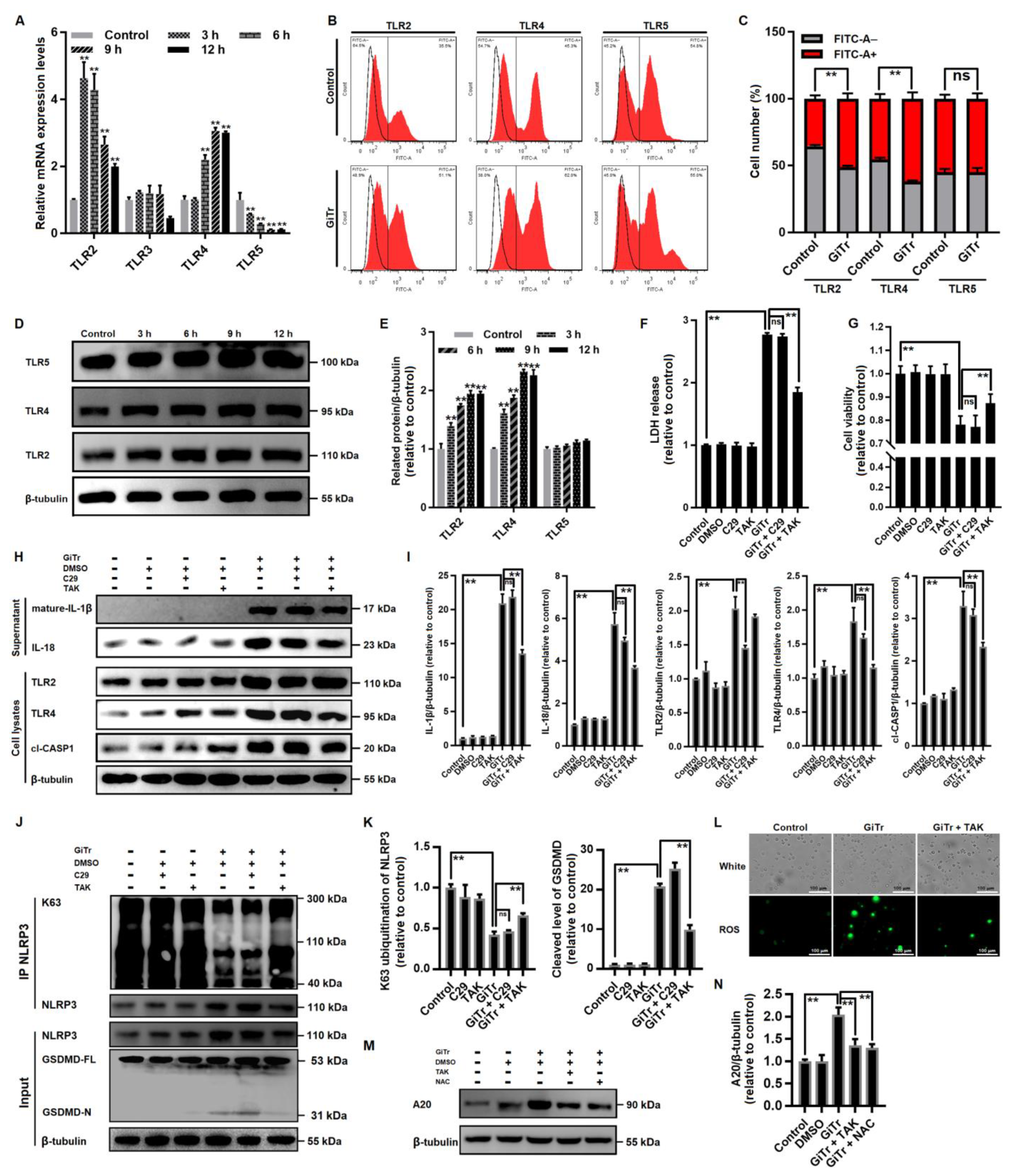 Cells 10 03425 g005