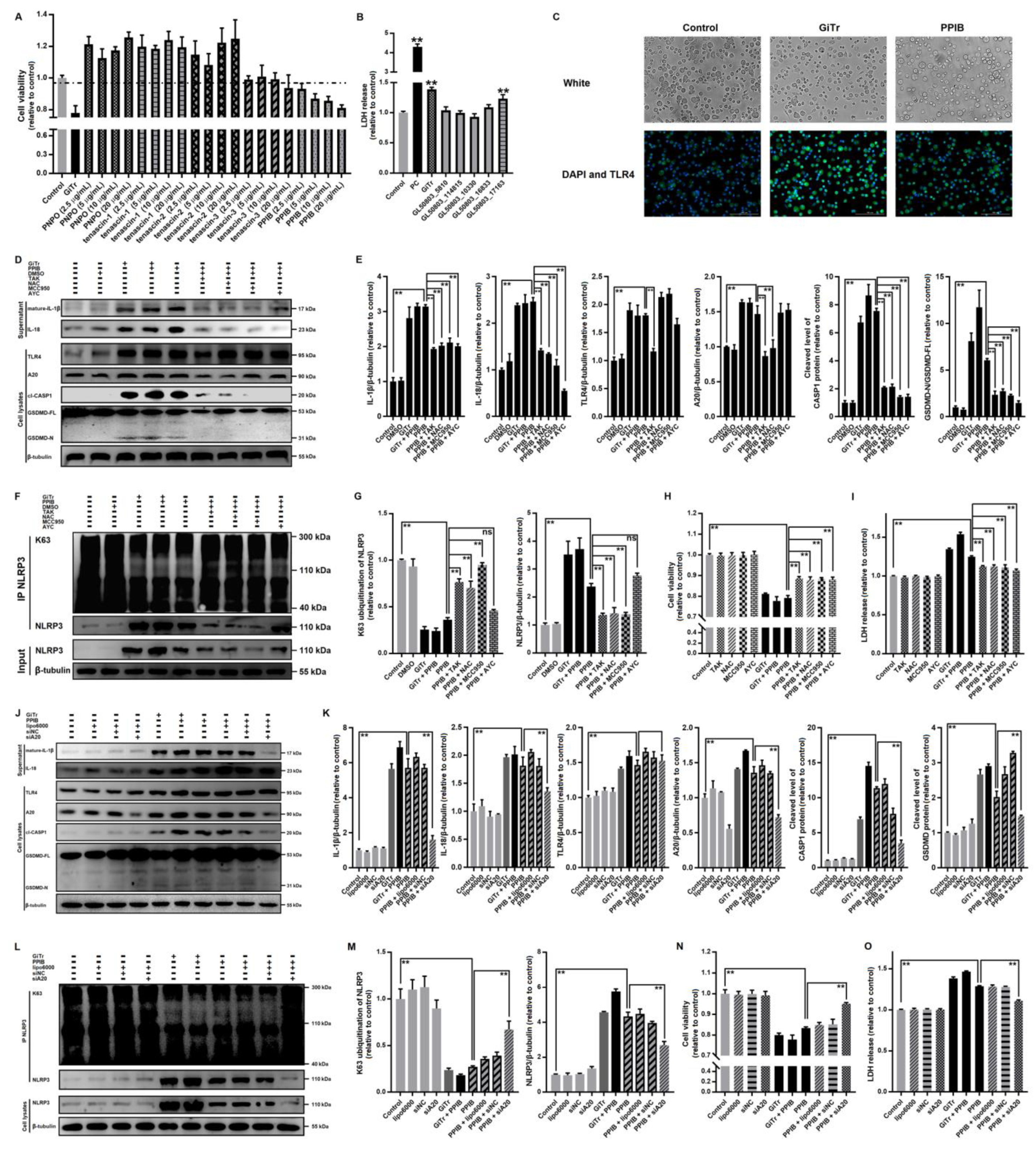 Cells 10 03425 g006