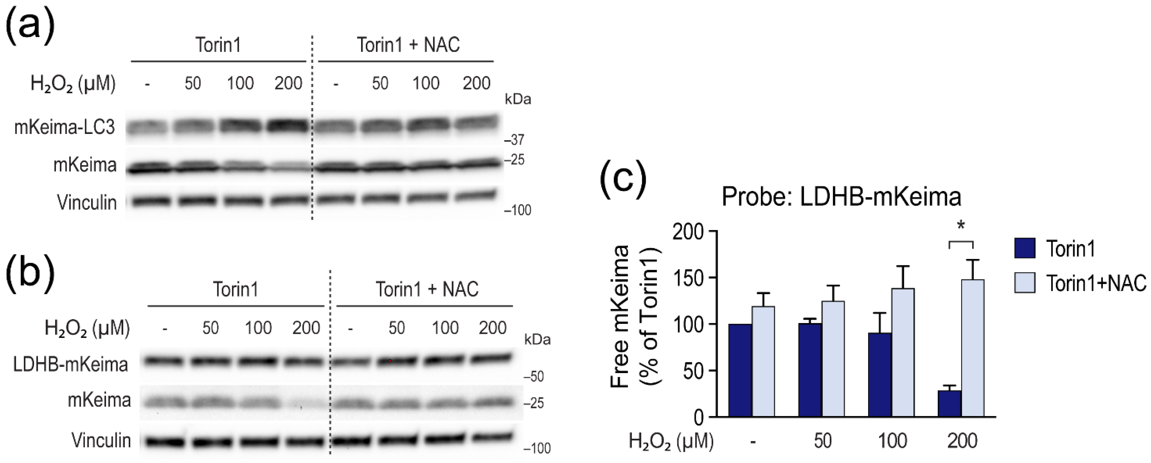Cells 10 03432 g007