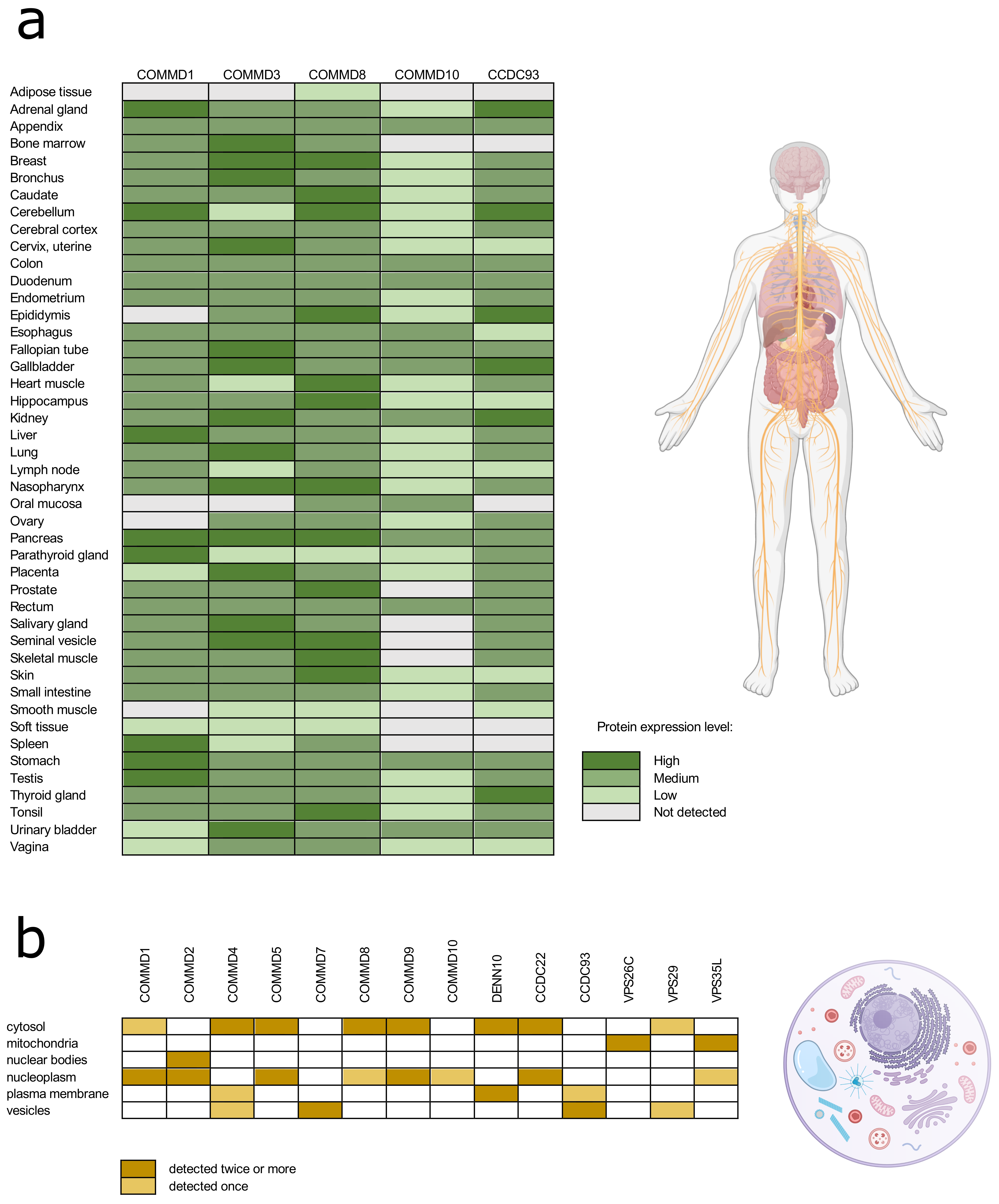 Commander complex in cargo and cell signaling. (a) Assembly of the