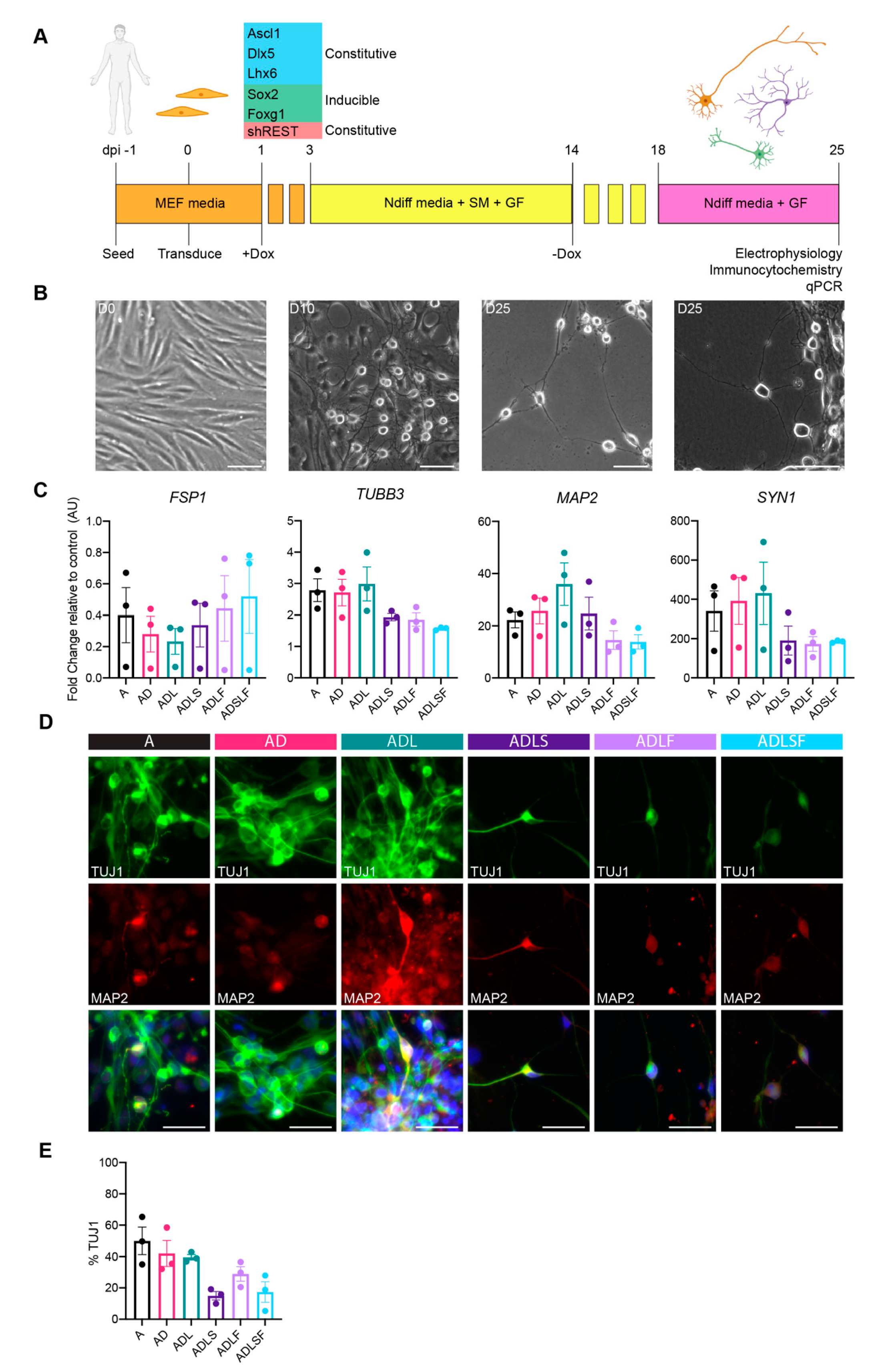 Cells 10 03450 g001 Cells 10 03450 g001