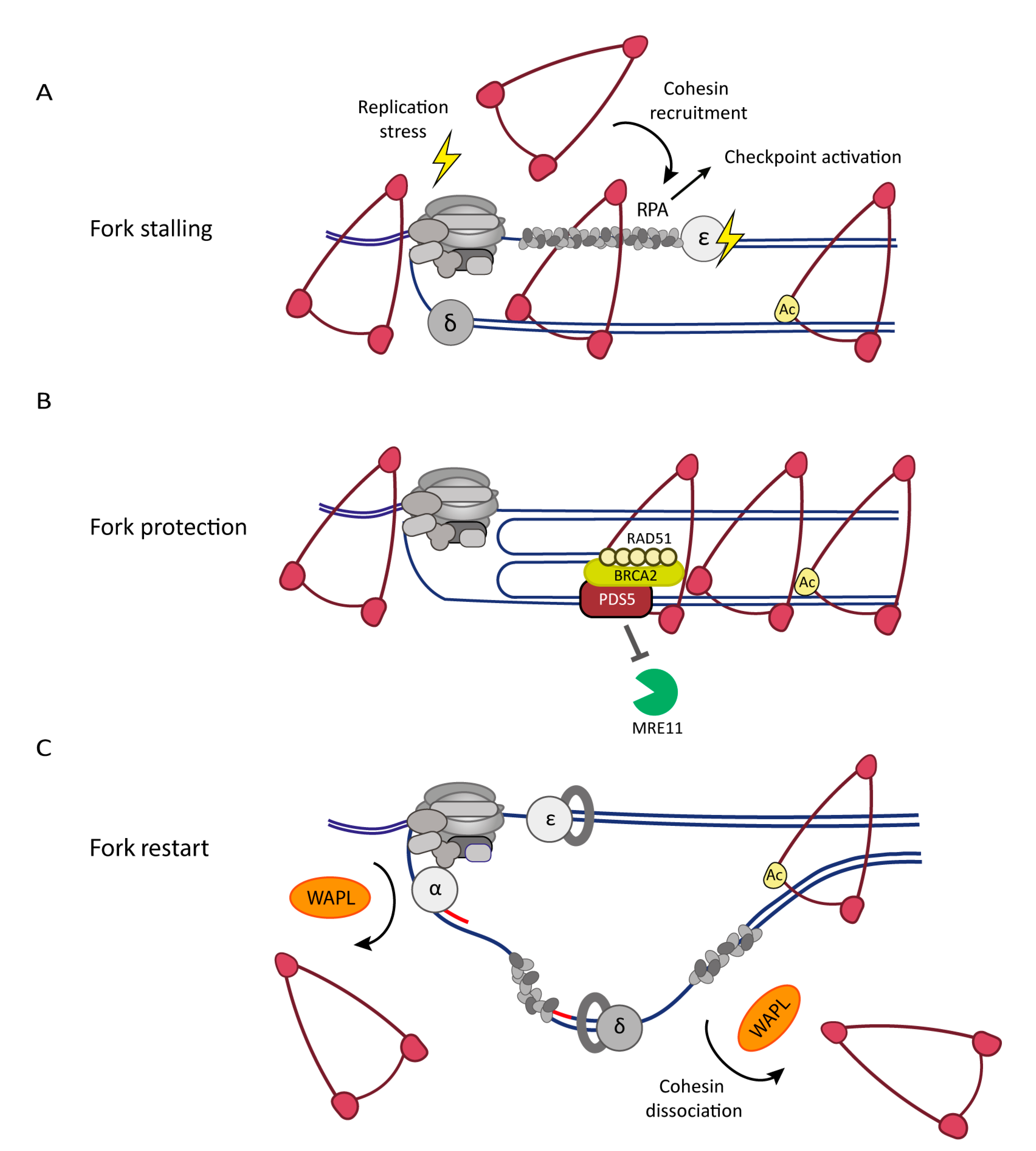 Cells 10 03455 g003 Cells 10 03455 g003