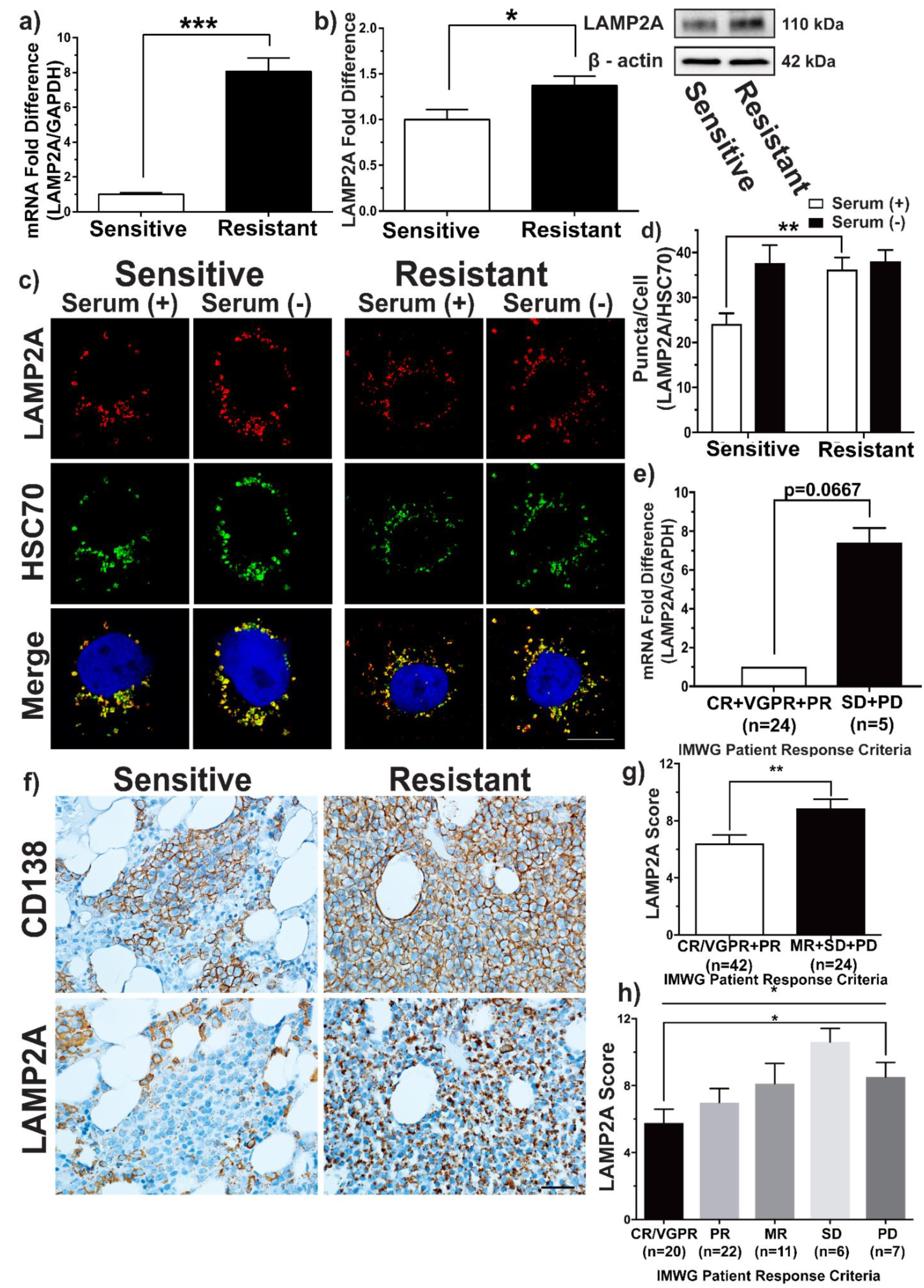 Cells 10 03464 g001