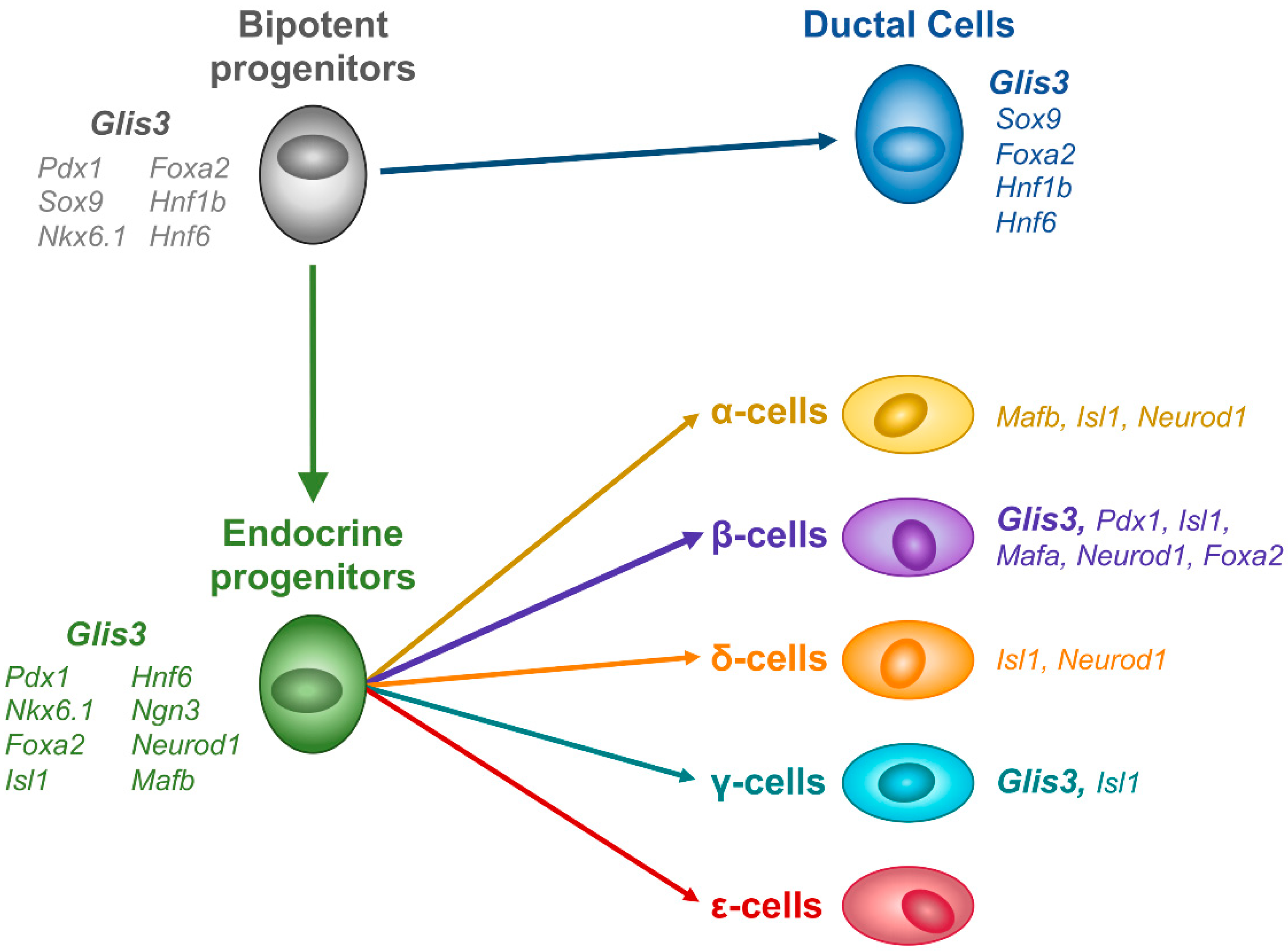 Cells 10 03471 g002