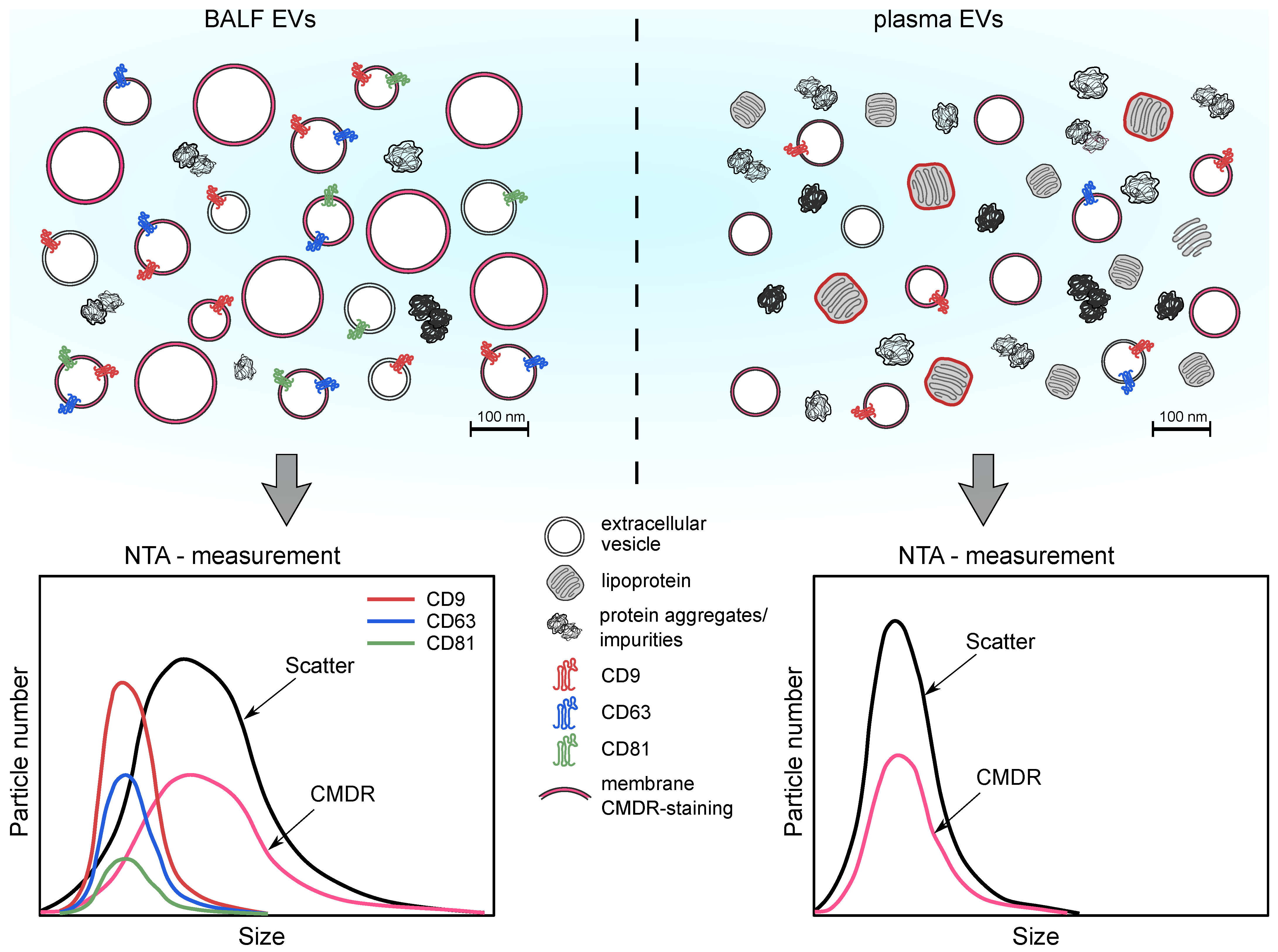 Cells 10 03473 g010