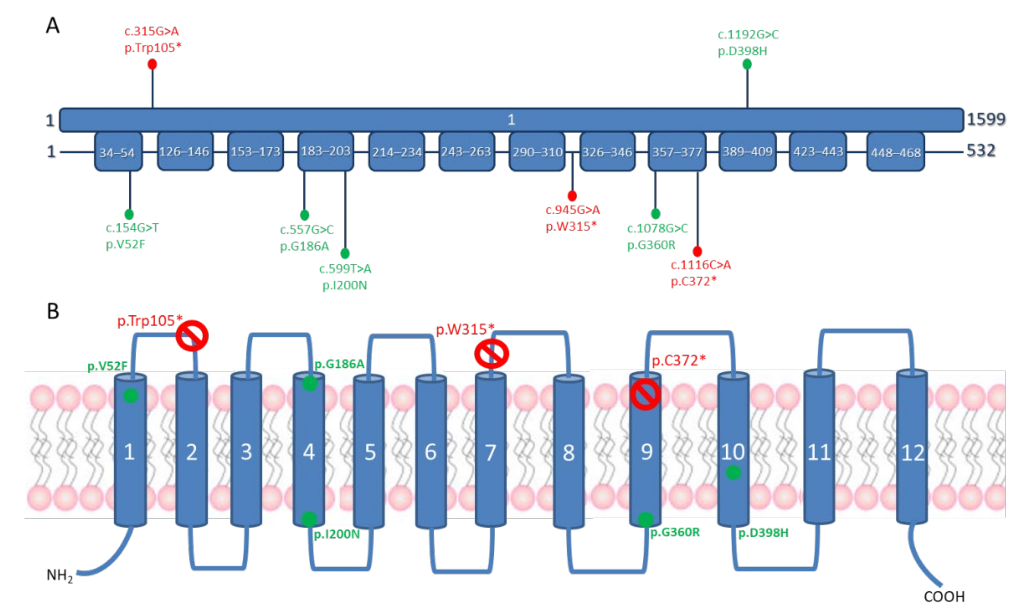 Cells 10 03481 g002