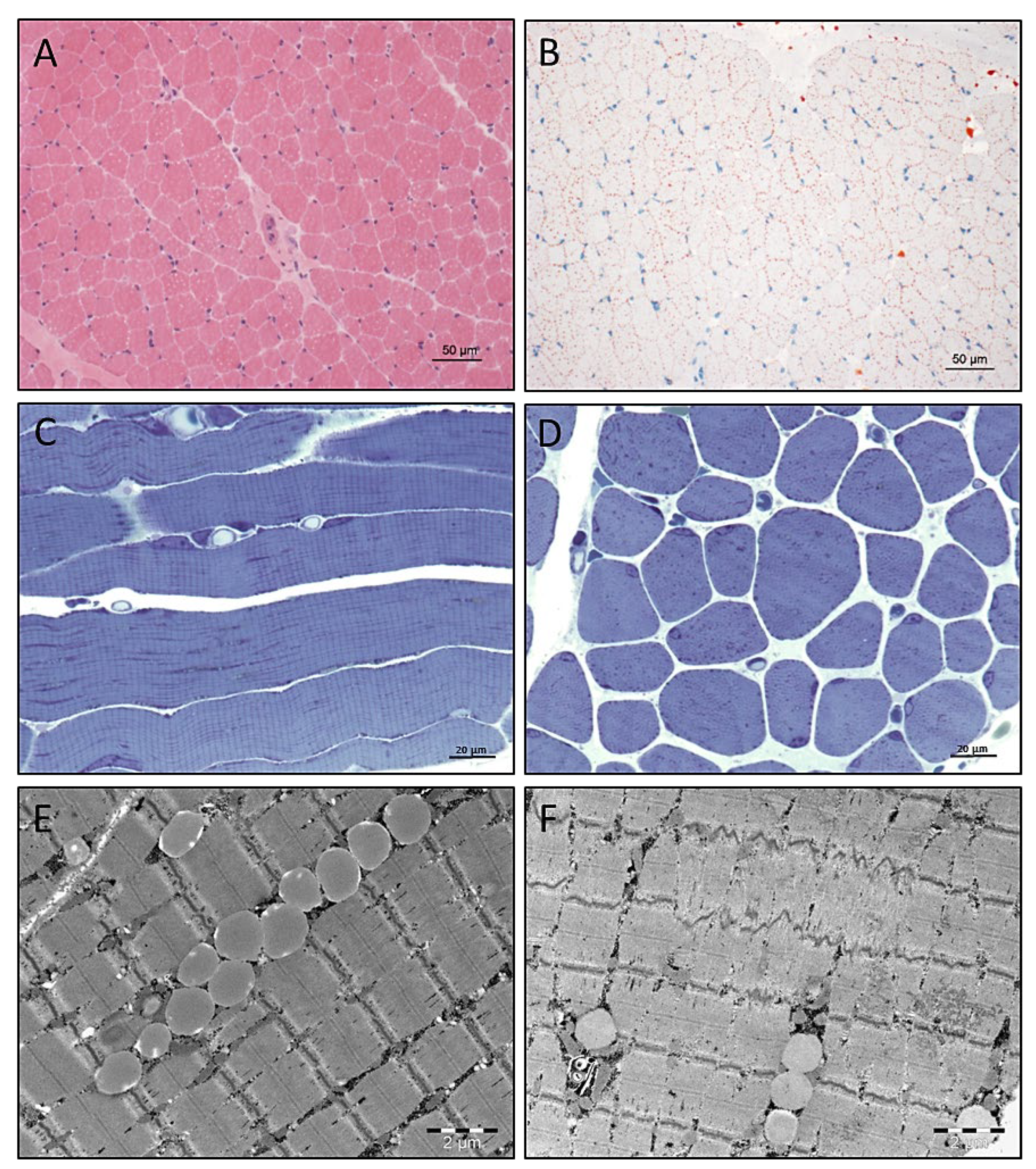 Cells 10 03481 g003