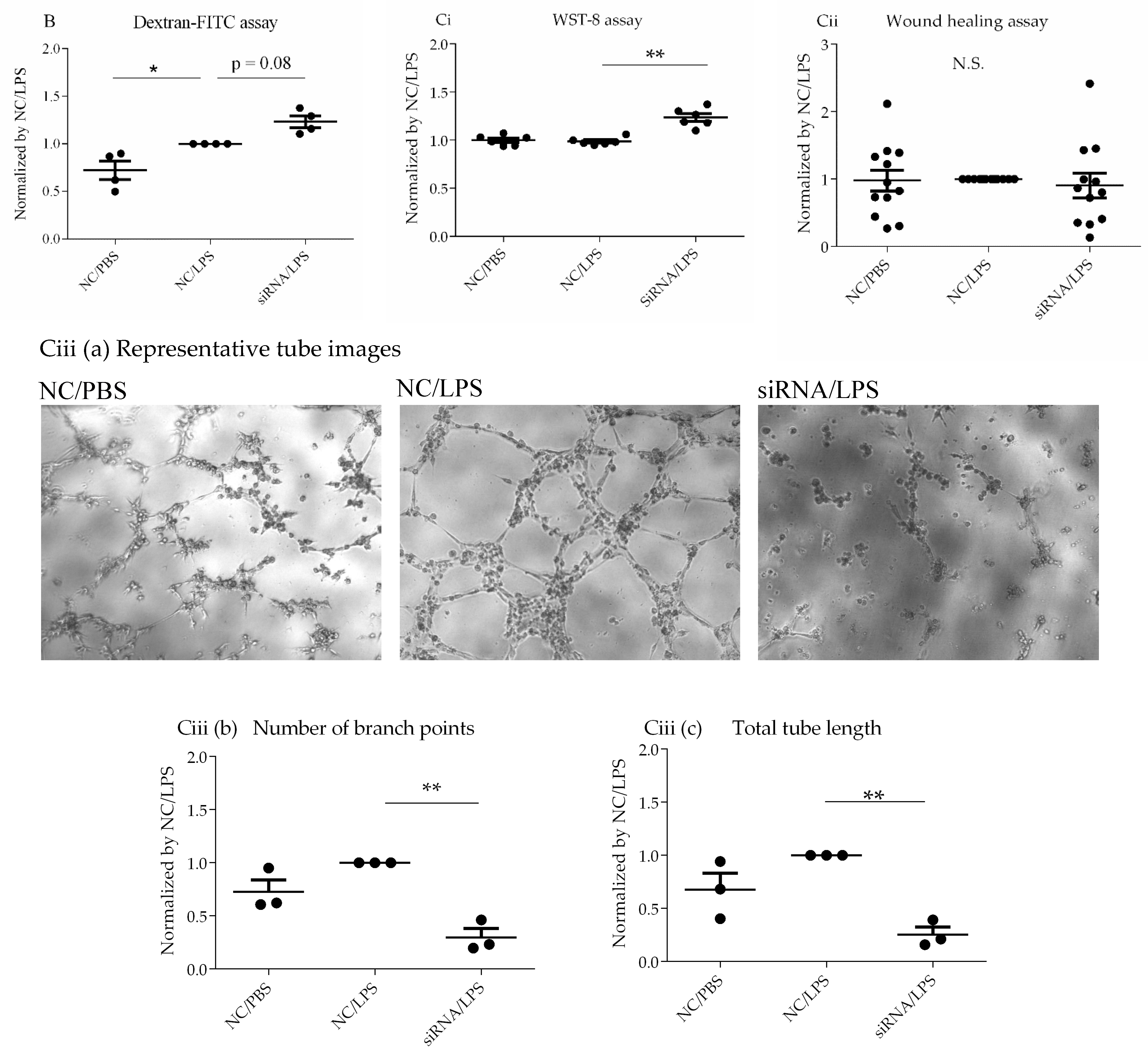 Cells 10 03508 g005b Cells 10 03508 g005b