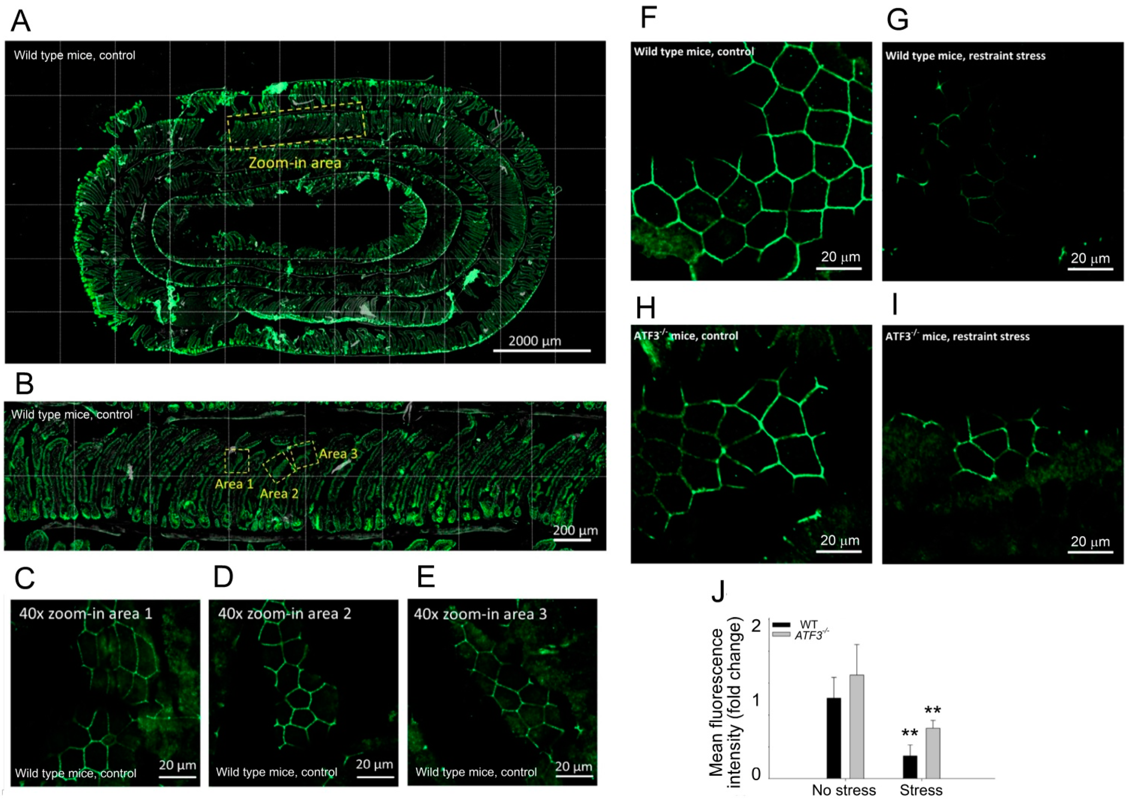Cells 10 03530 g007 Cells 10 03530 g007