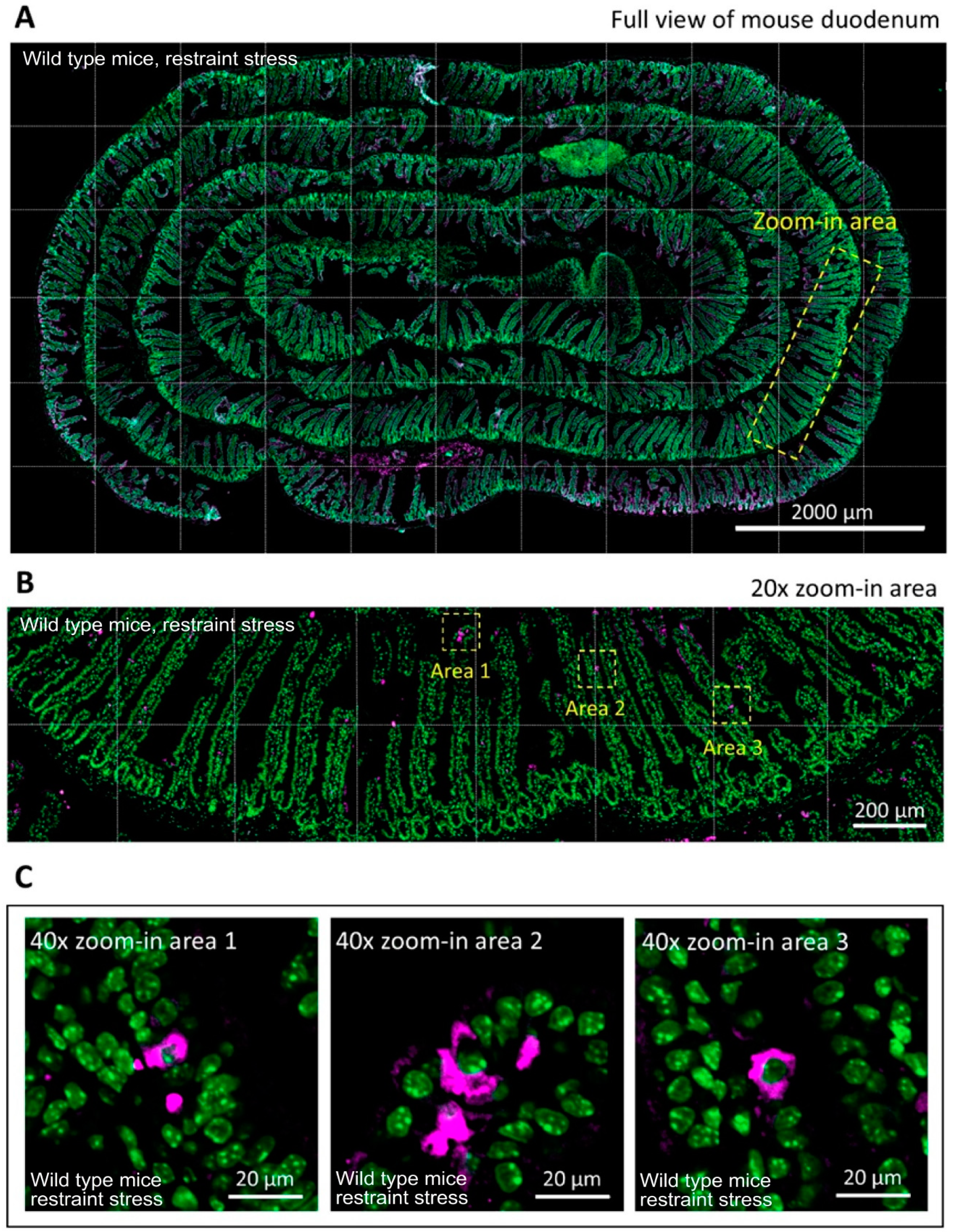 Cells 10 03530 g009 Cells 10 03530 g009