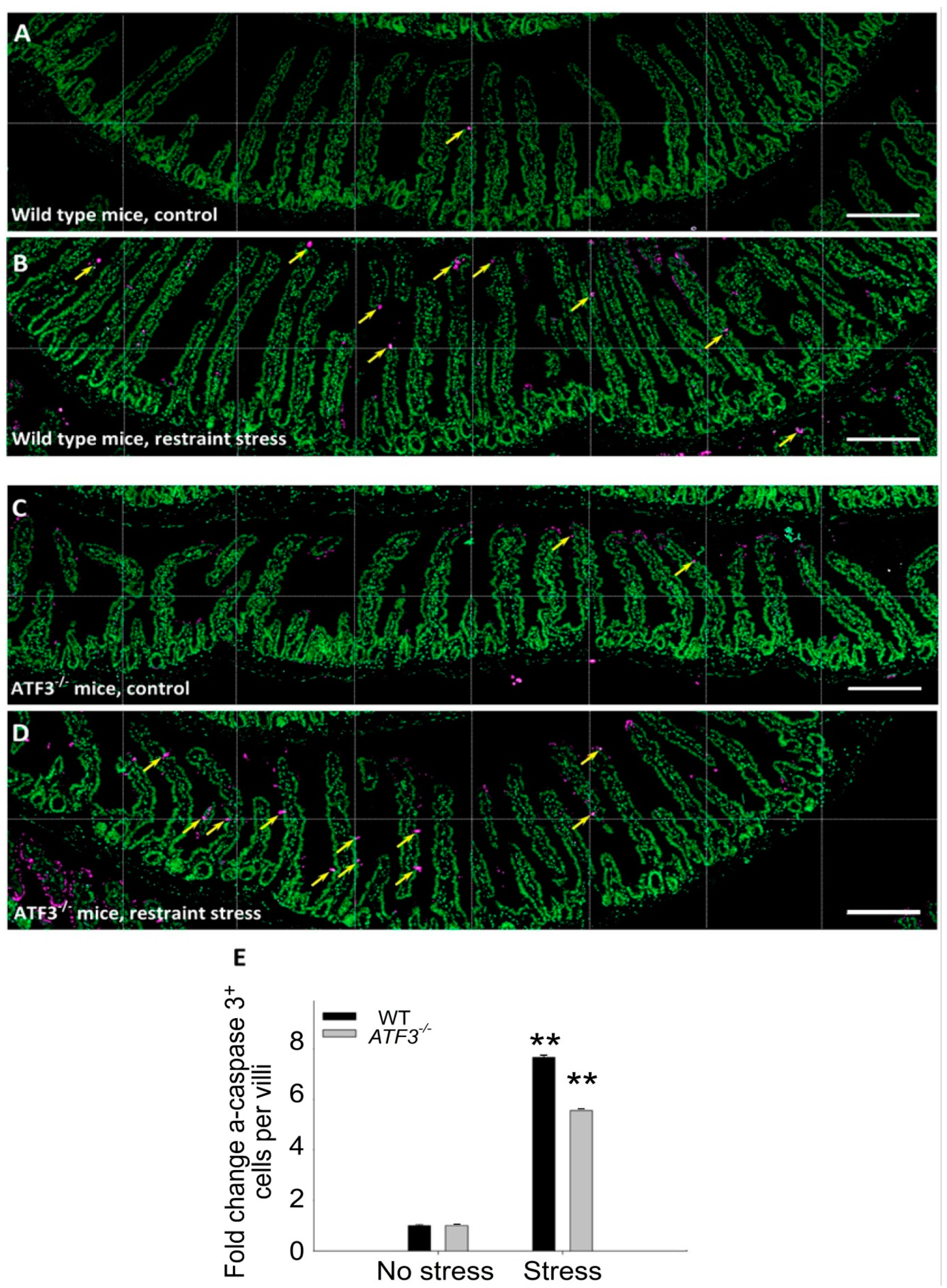 Cells 10 03530 g010 Cells 10 03530 g010